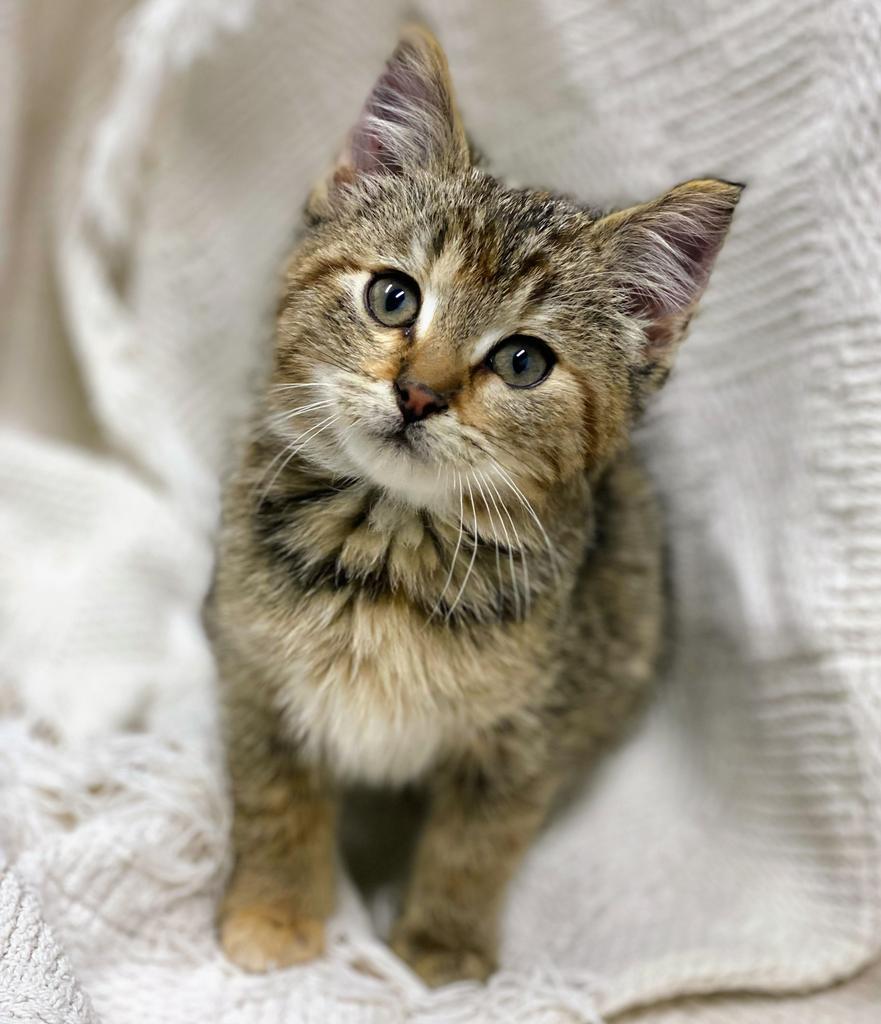 Enlarge Piper, a Adoptable Domestic Short Hair in Decorah, IA image 1/1