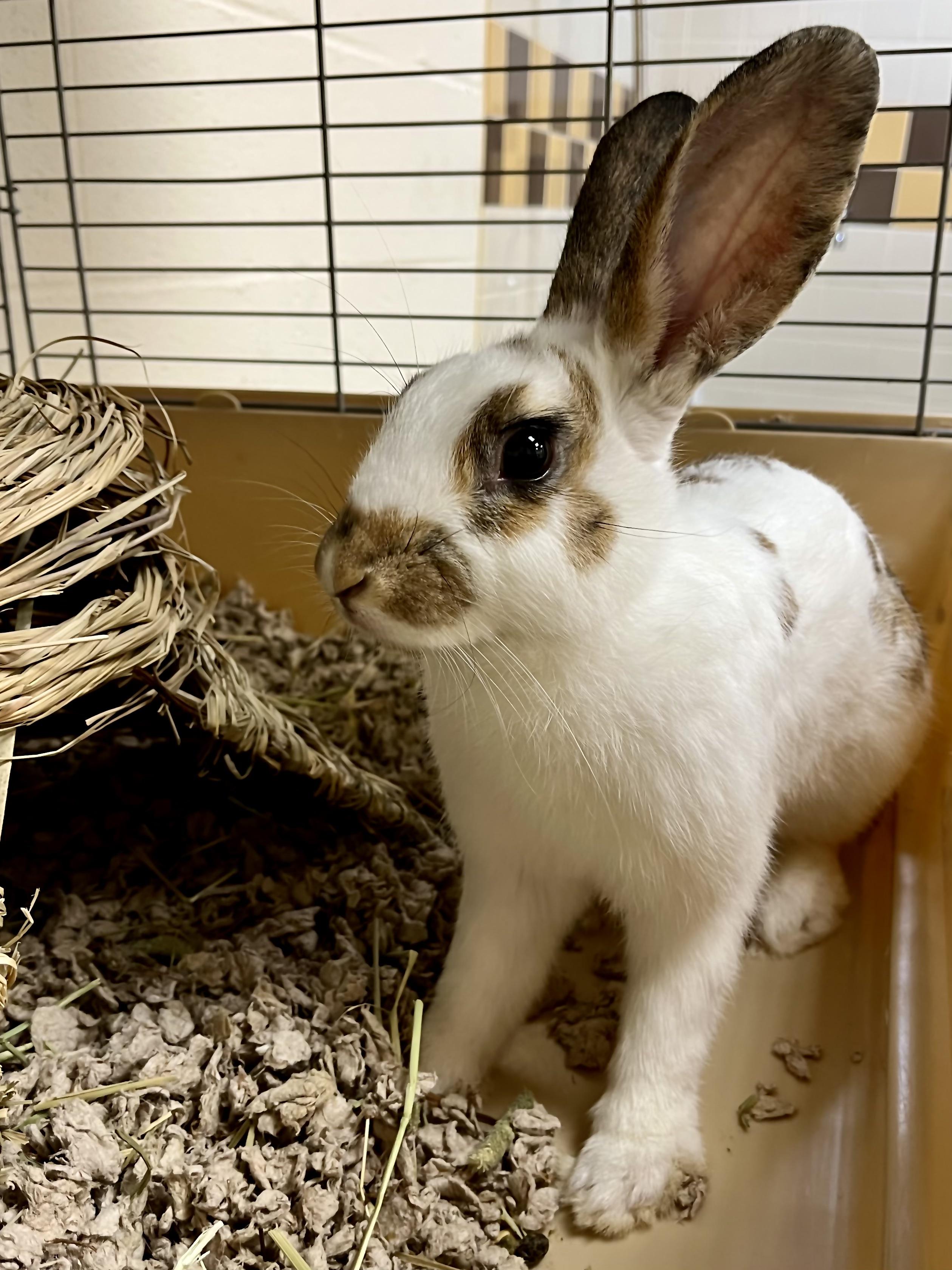 Cinnabun, Adoptable, Adult Female Bunny Rabbit.