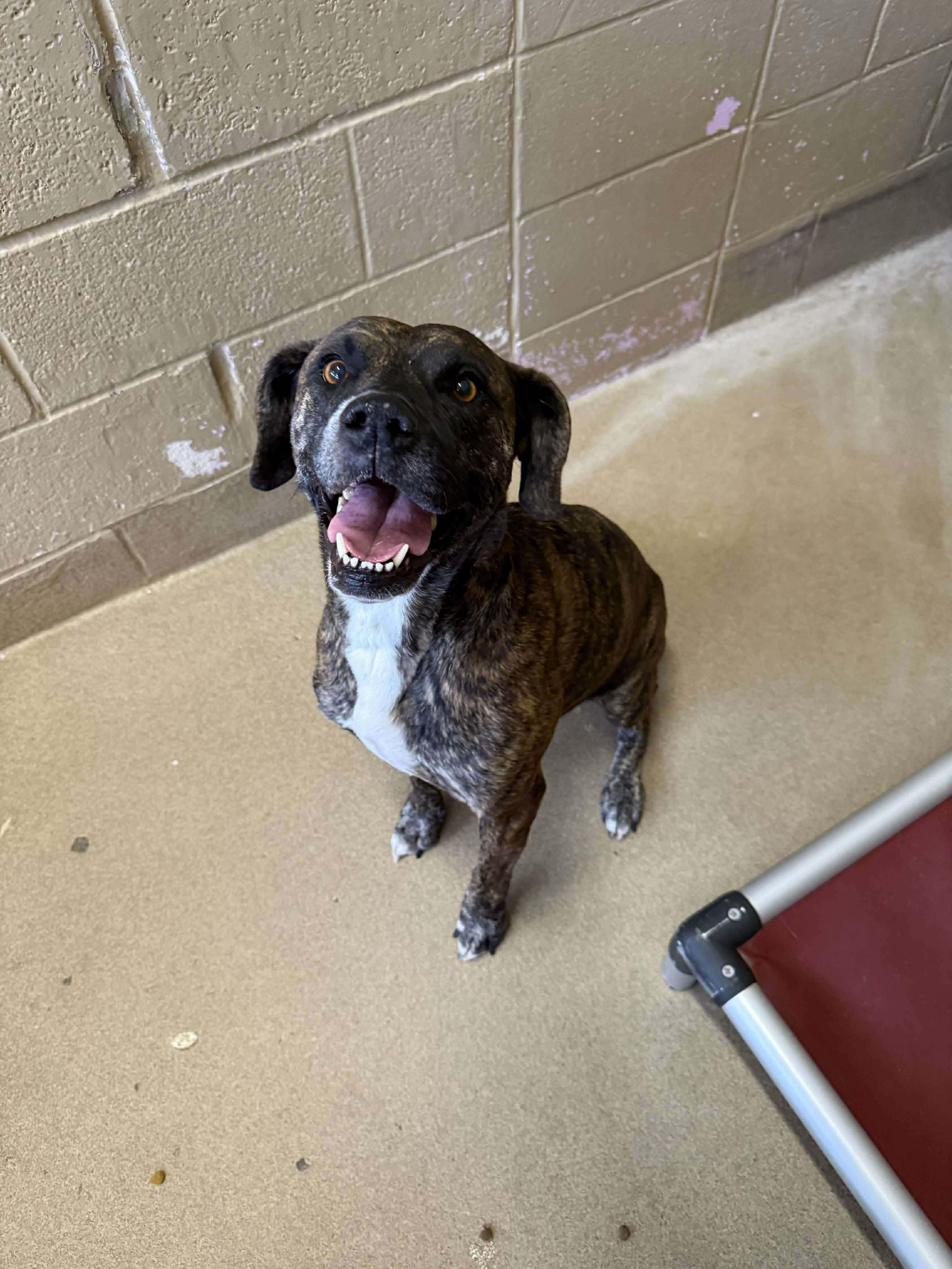 Enlarge Parker, a Adoptable mixed breed in Canon City, CO image 1/1