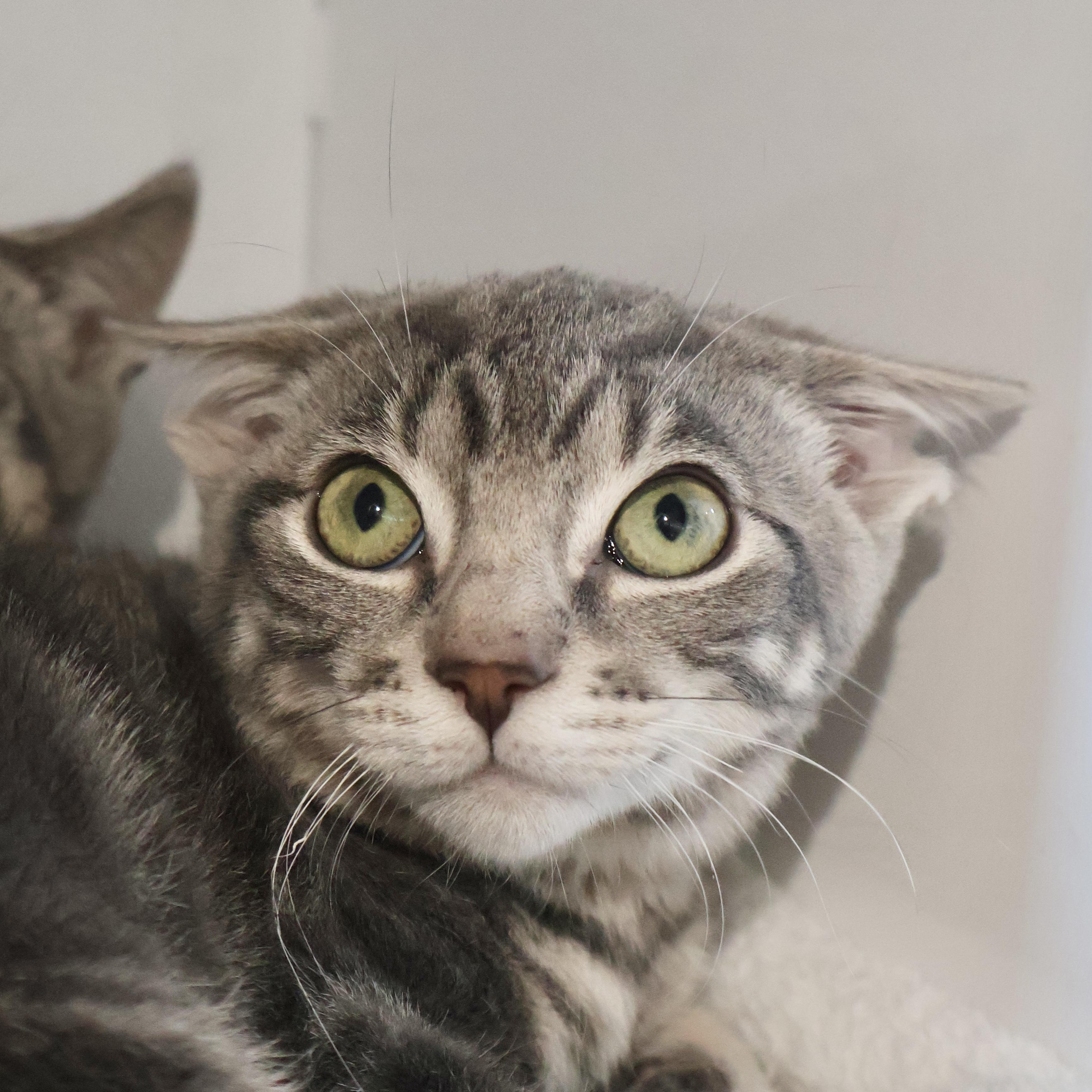 Darren, adopted, Kitten Male Tabby & Domestic Short Hair.