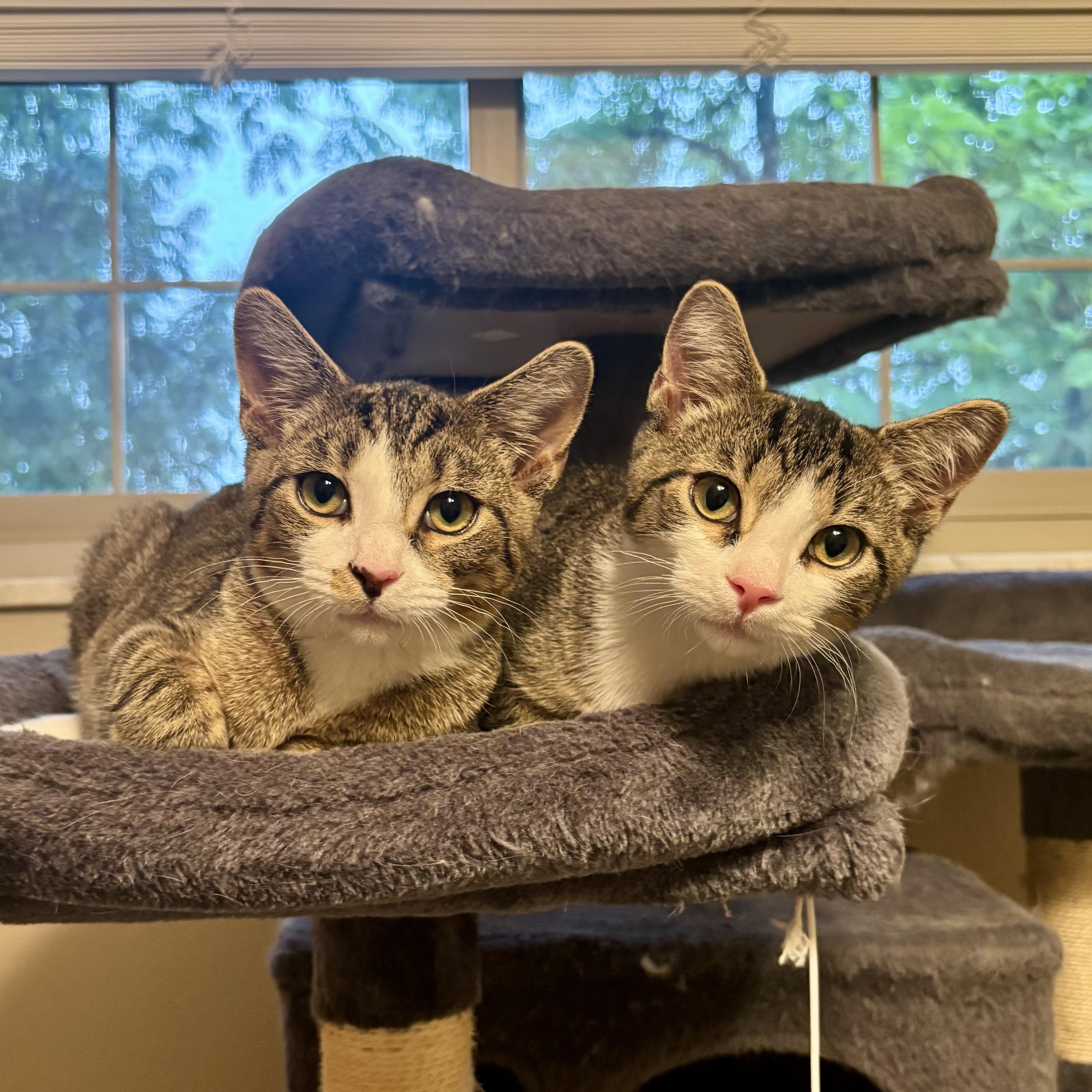 Chowder and Ramen, an adopted mixed breed in South Park, PA image 3/4