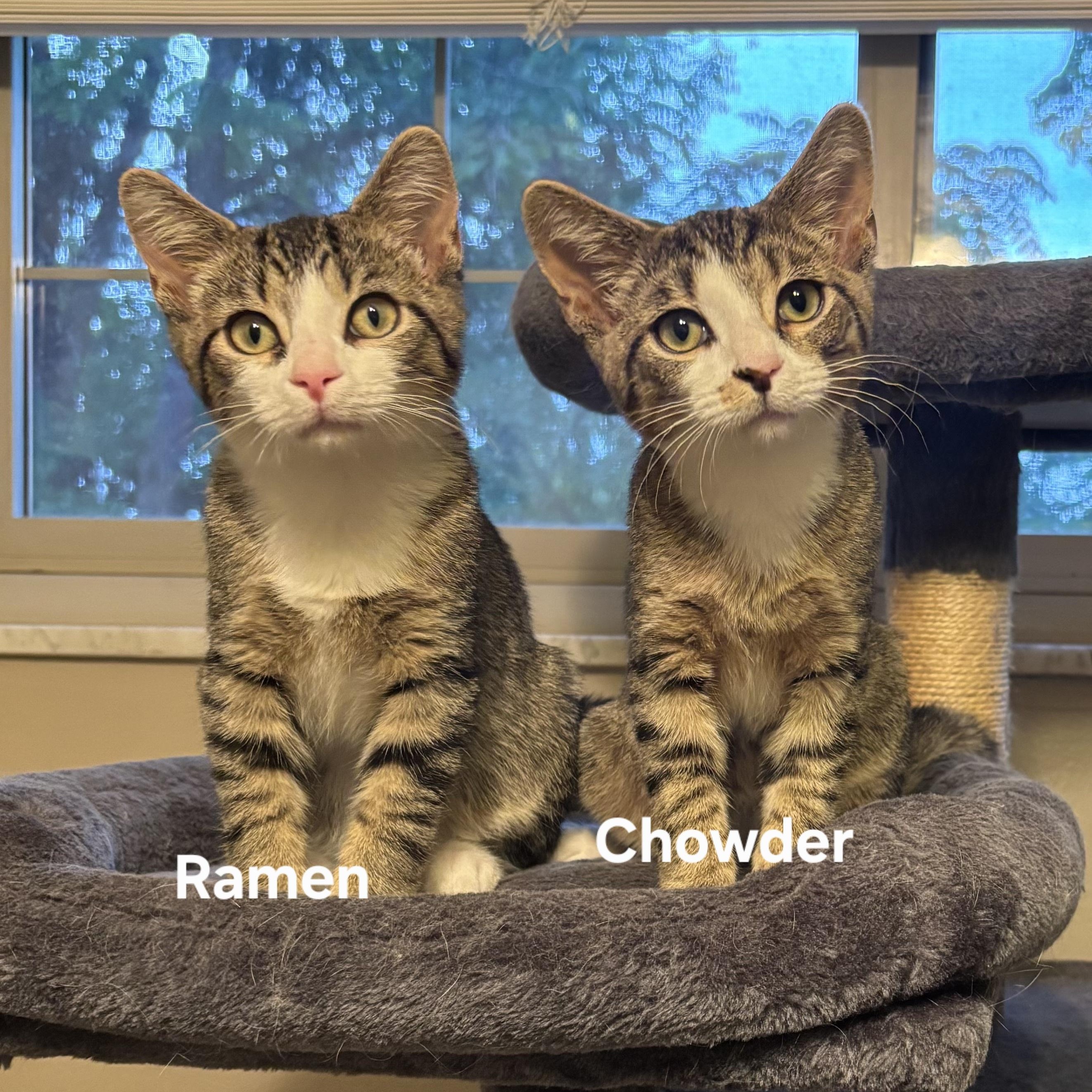 Chowder and Ramen, ADOPTABLE, Kitten Male Tabby.