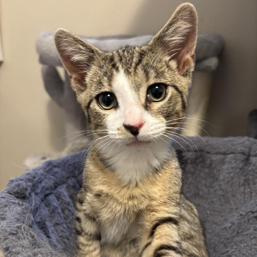 Chowder, ADOPTABLE, Kitten Male Tabby.