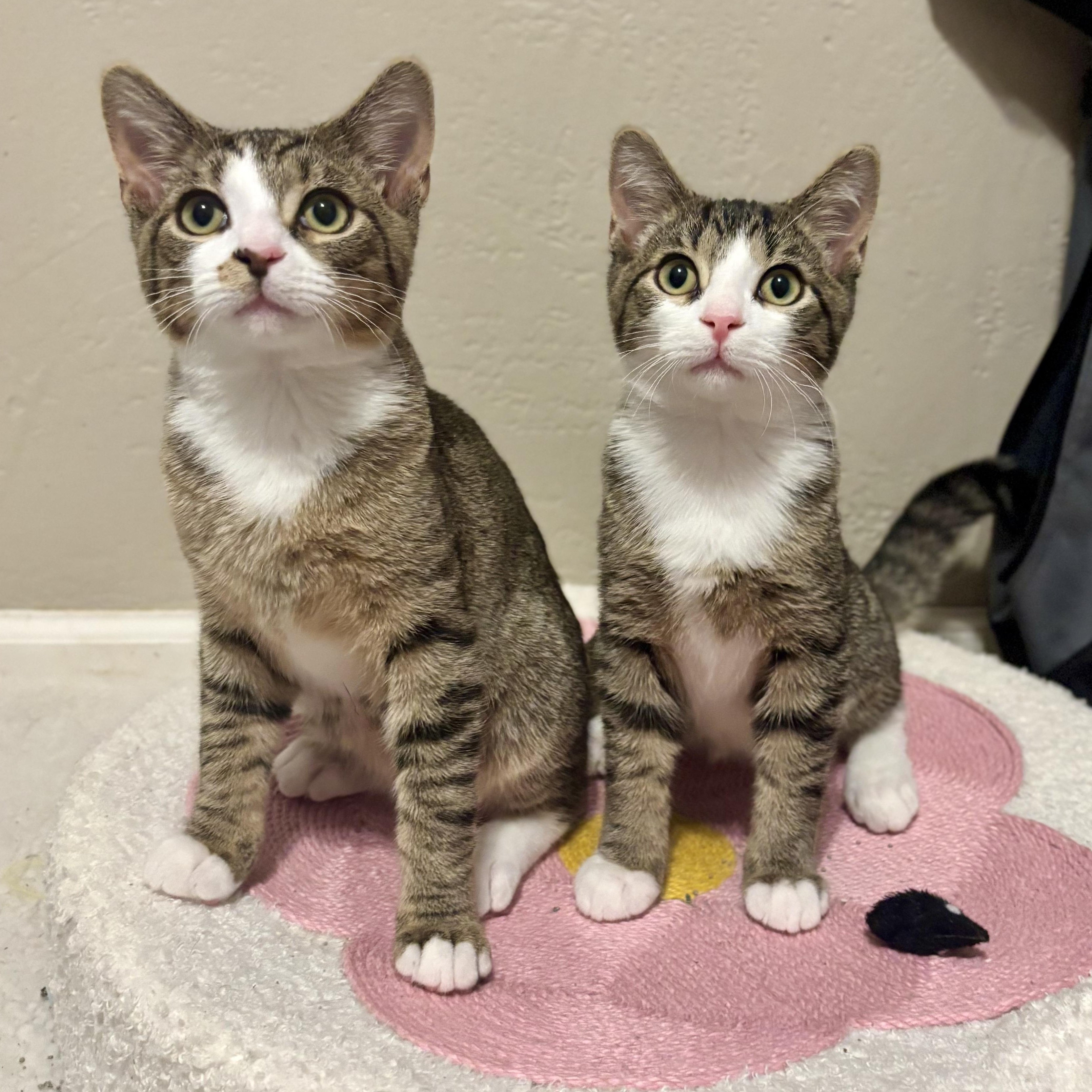 Chowder and Ramen, an adopted mixed breed in South Park, PA image 4/4