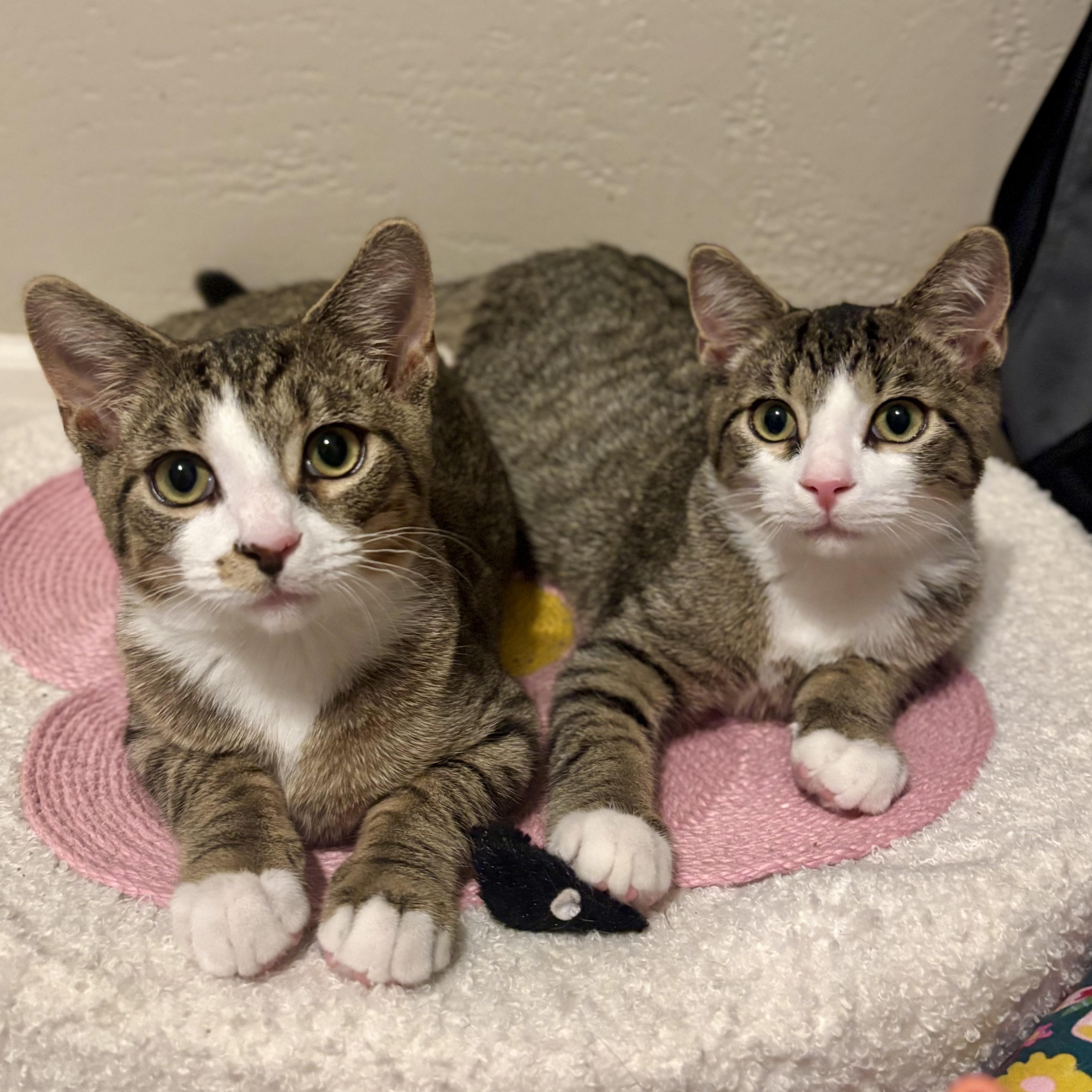 Chowder and Ramen, an adopted mixed breed in South Park, PA image 2/4