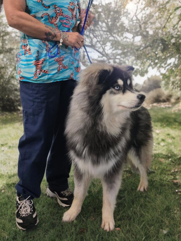 Shimmy, an adopted mixed breed in Grove city, OH image 3/5
