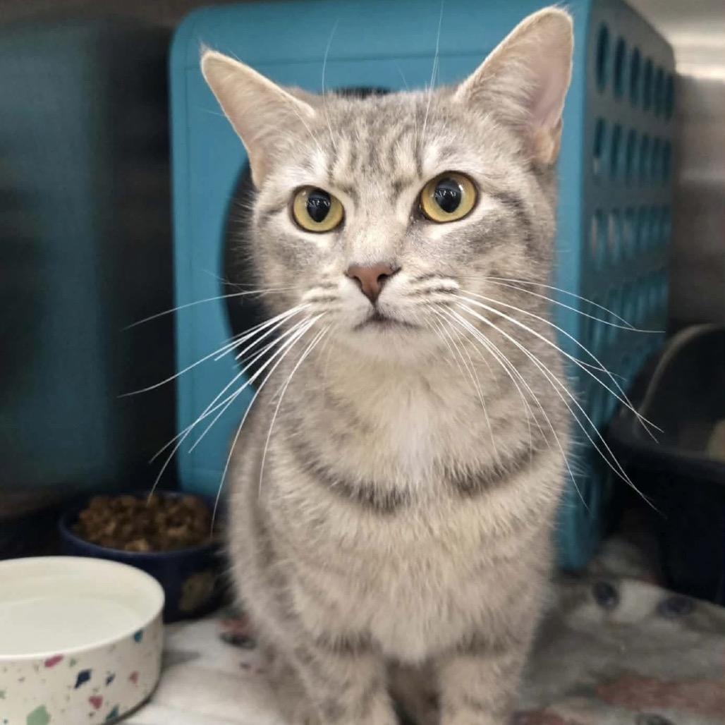 Meowtini, a Adoptable Domestic Short Hair in Williston, FL image 1/5