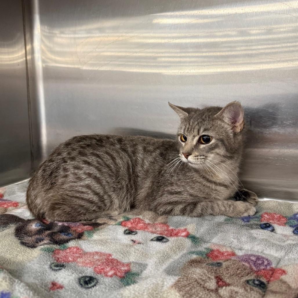 Meowtini, a Adoptable Domestic Short Hair in Williston, FL image 2/5