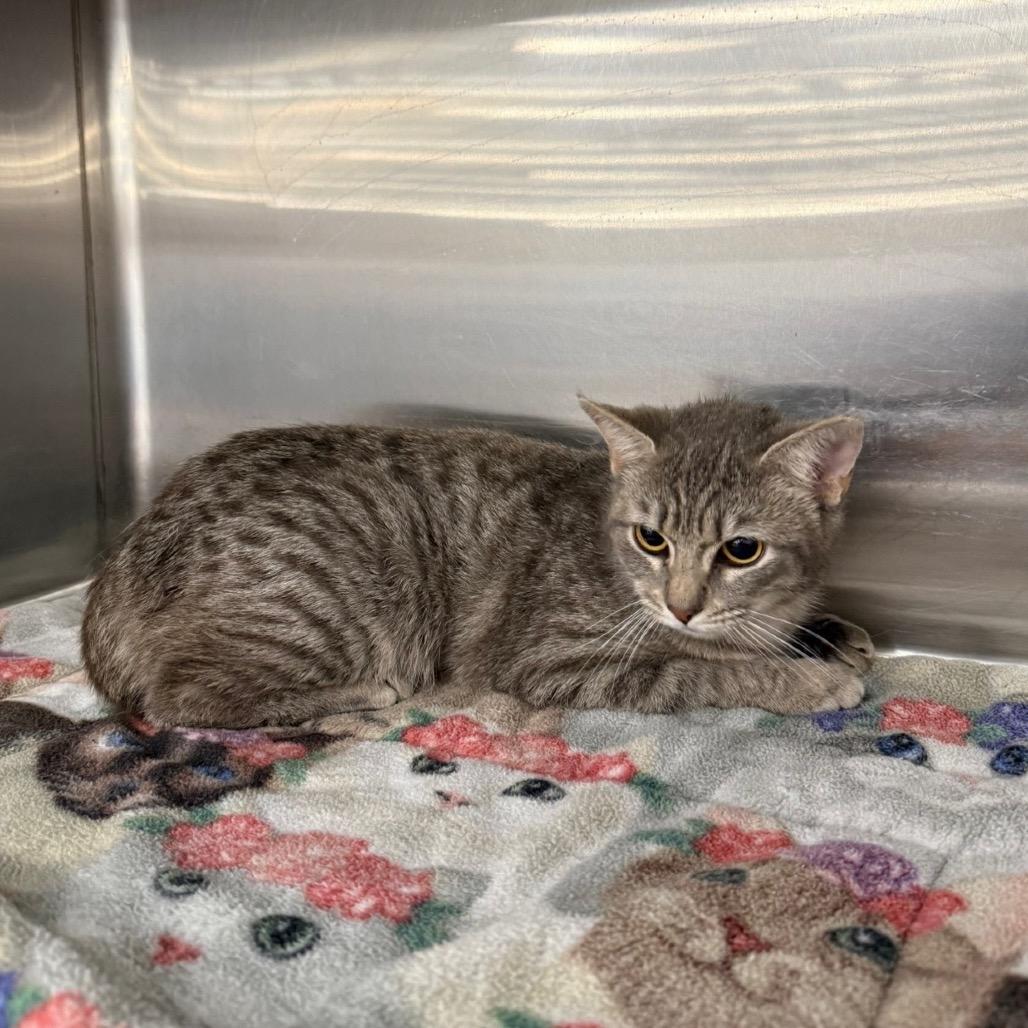 Meowtini, a Adoptable Domestic Short Hair in Williston, FL image 3/5