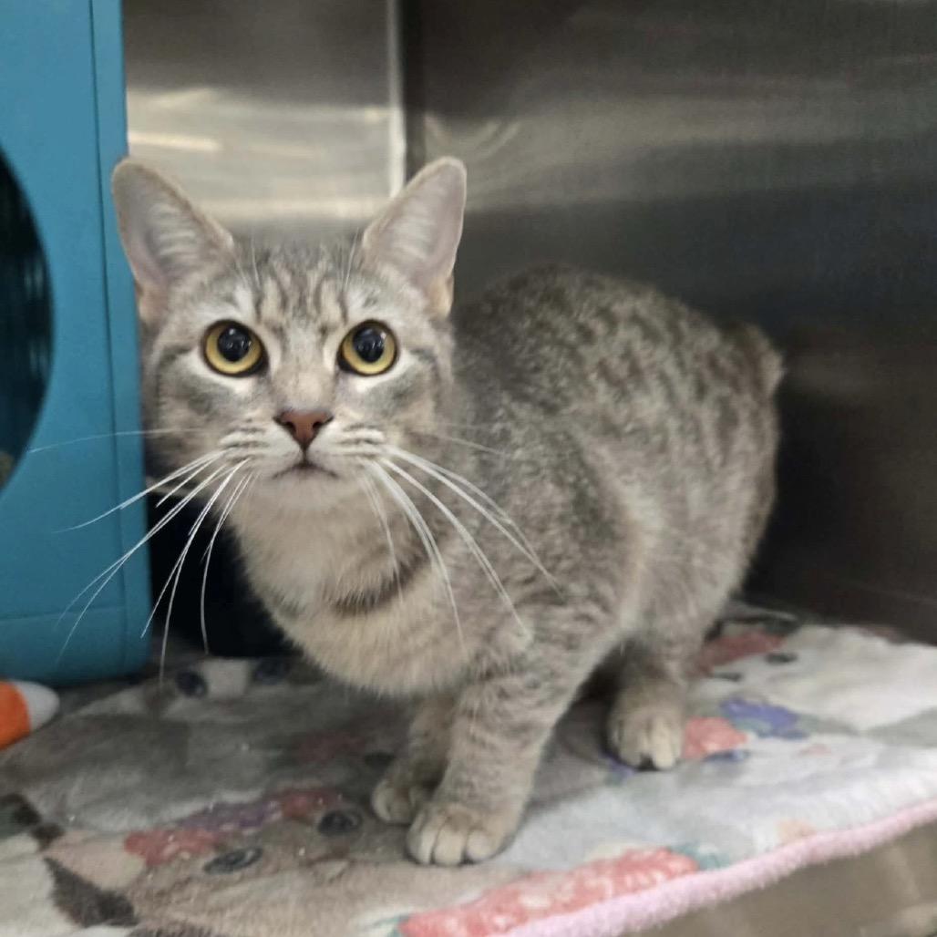 Meowtini, a Adoptable Domestic Short Hair in Williston, FL image 4/5