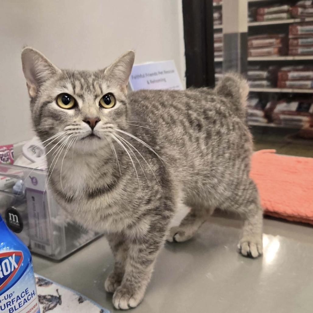 Meowtini, a Adoptable Domestic Short Hair in Williston, FL image 5/5