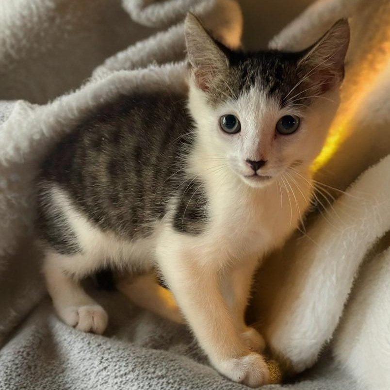 Cat for adoption Benson, a Domestic Short Hair Mix in New haven, CT