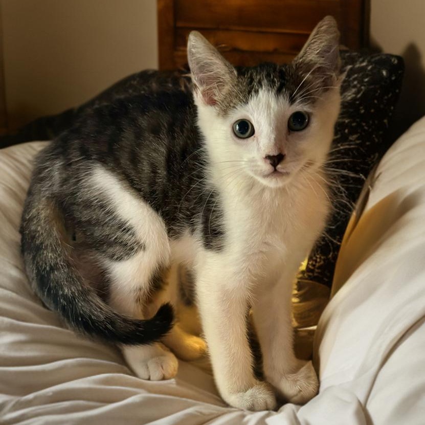 Cat for adoption Benson, a Domestic Short Hair Mix in New haven, CT