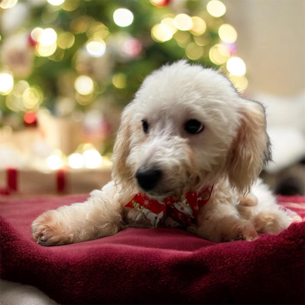 Enlarge Alfie-Sweet 4mo Puppy!, a Adopted mixed breed in Fort Myers, FL image 1/3