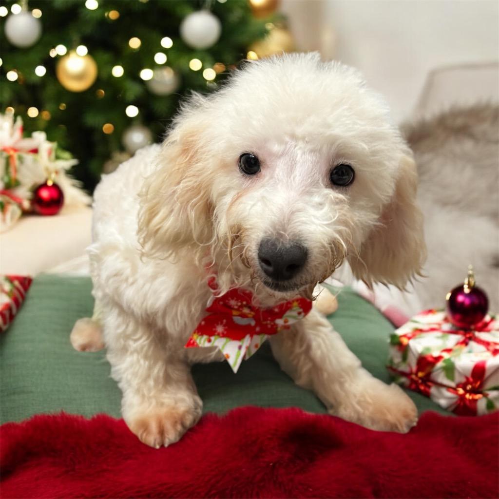 Enlarge Alfie-Sweet 4mo Puppy!, a Adopted mixed breed in Fort Myers, FL image 2/3