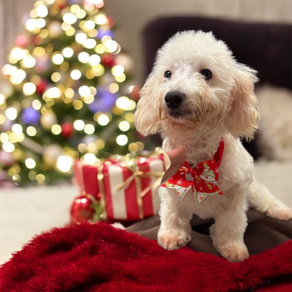 Enlarge Alfie-Sweet 4mo Puppy!, a Adopted mixed breed in Fort Myers, FL image 3/3