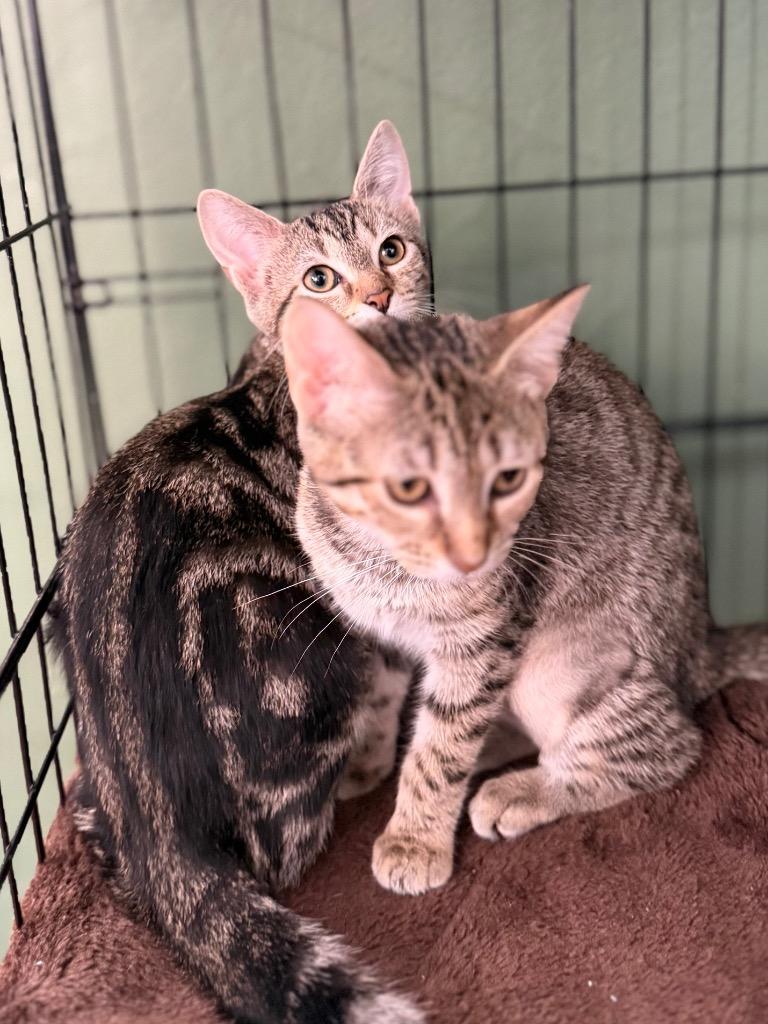 Liberty, Adoptable, Kitten Female Domestic Short Hair.