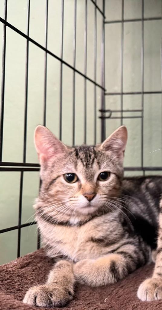 Enlarge Liberty, a Adoptable mixed breed in Port Jervis, NY image 2/3