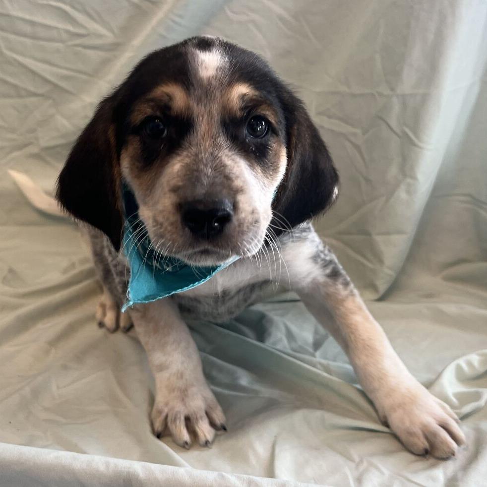 Frank, Adoptable, Puppy Male Mixed Breed.