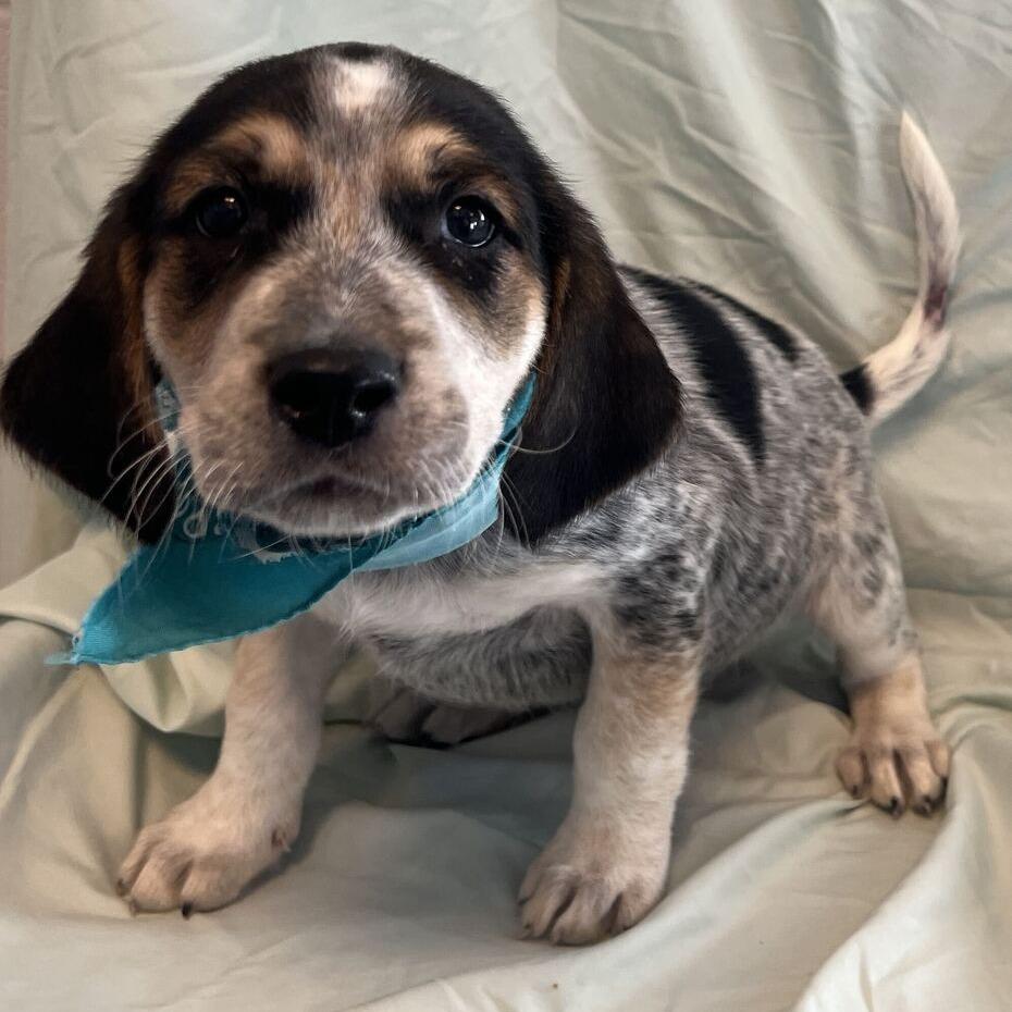Enlarge Frank, a Adoptable Mixed Breed in Canal Winchester, OH image 2/2