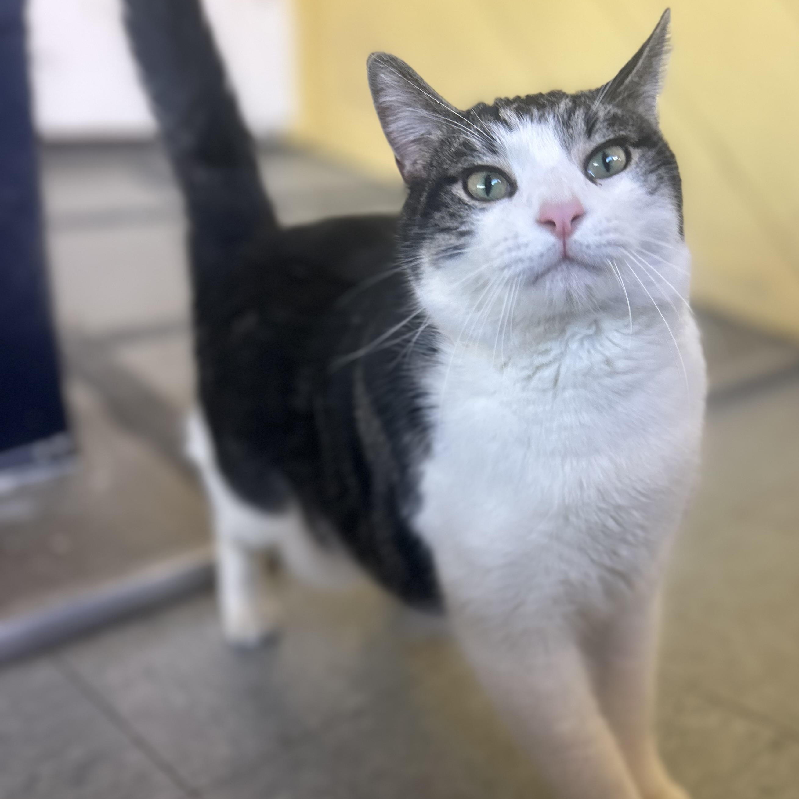 Mr. Clause, Adoptable, Adult Male Domestic Short Hair.