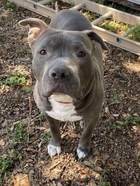 Koda - Training Camp, Adoptable, Adult Male Terrier.