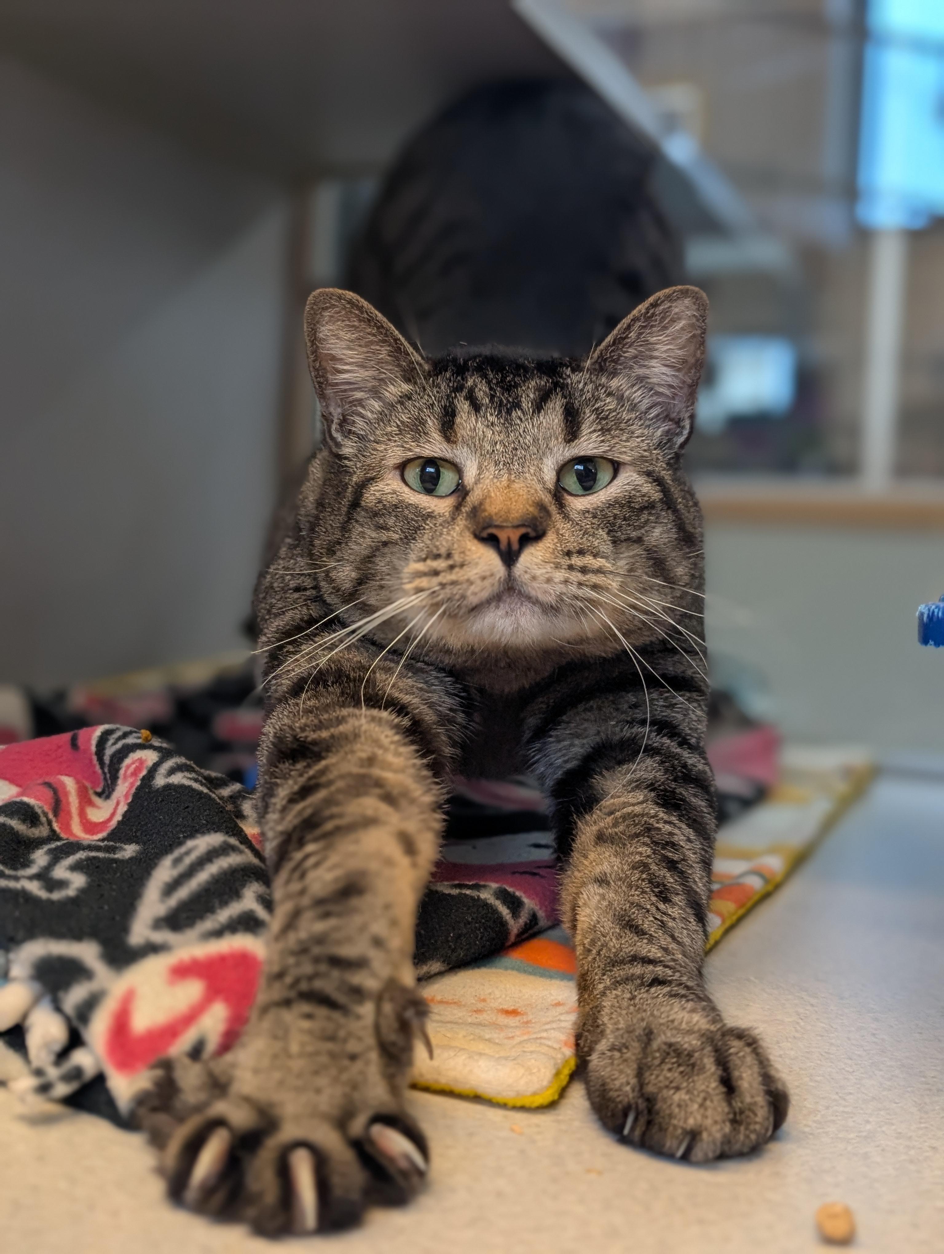 Archer, Adoptable, Adult Male Domestic Short Hair.