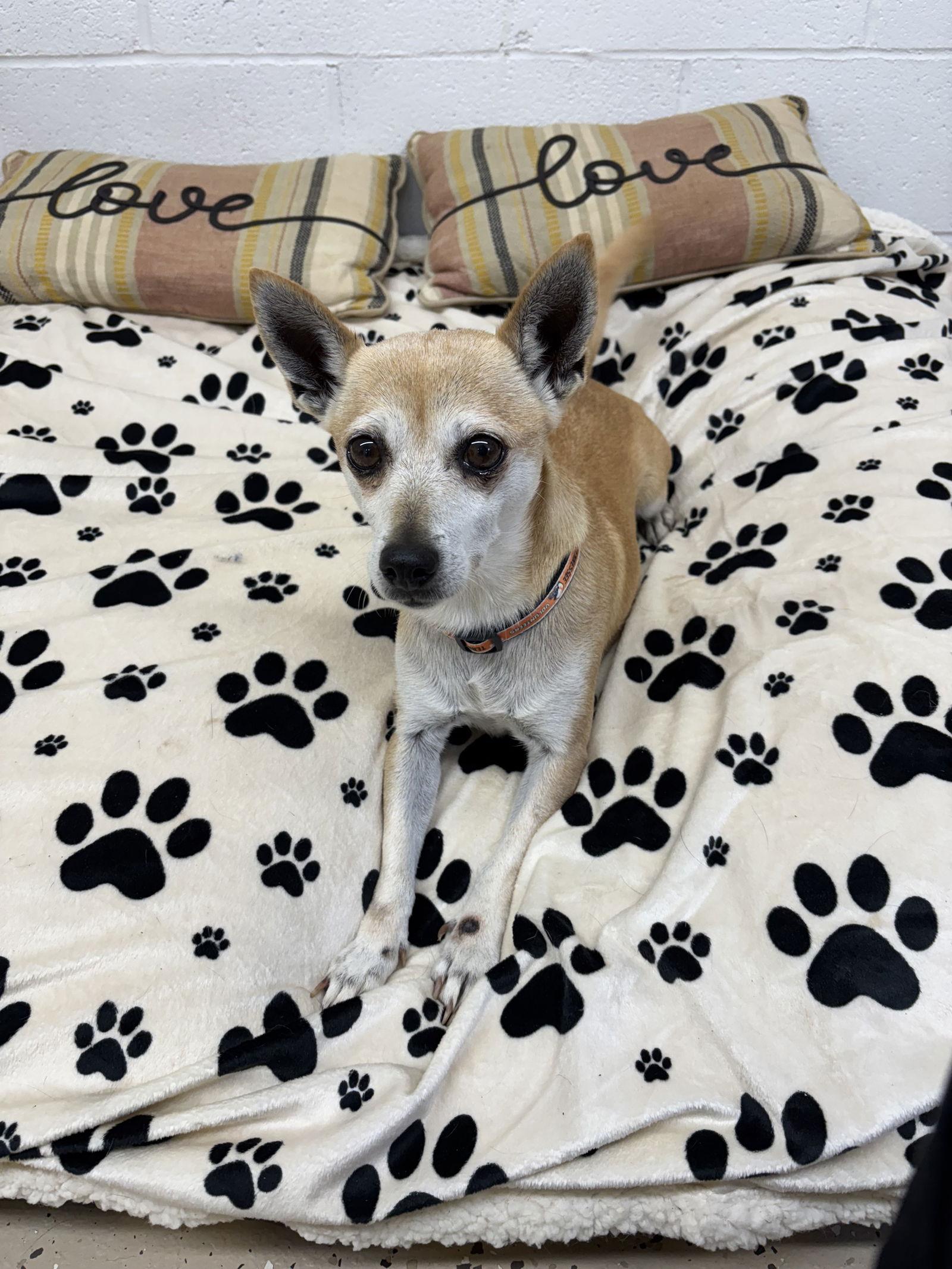 Enlarge Rubie, a Adopted mixed breed in York, SC image 1/3