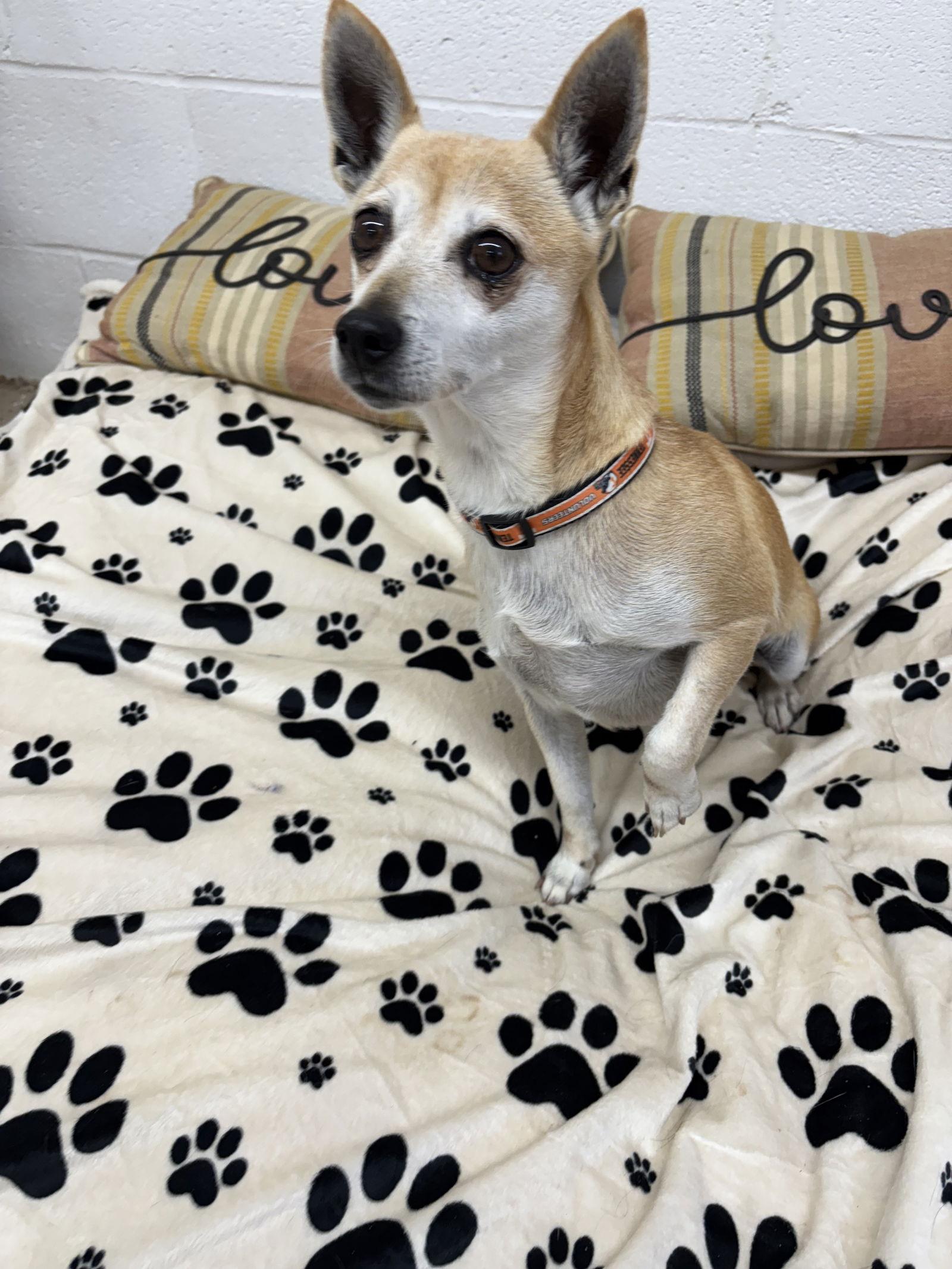 Enlarge Rubie, a Adopted mixed breed in York, SC image 3/3