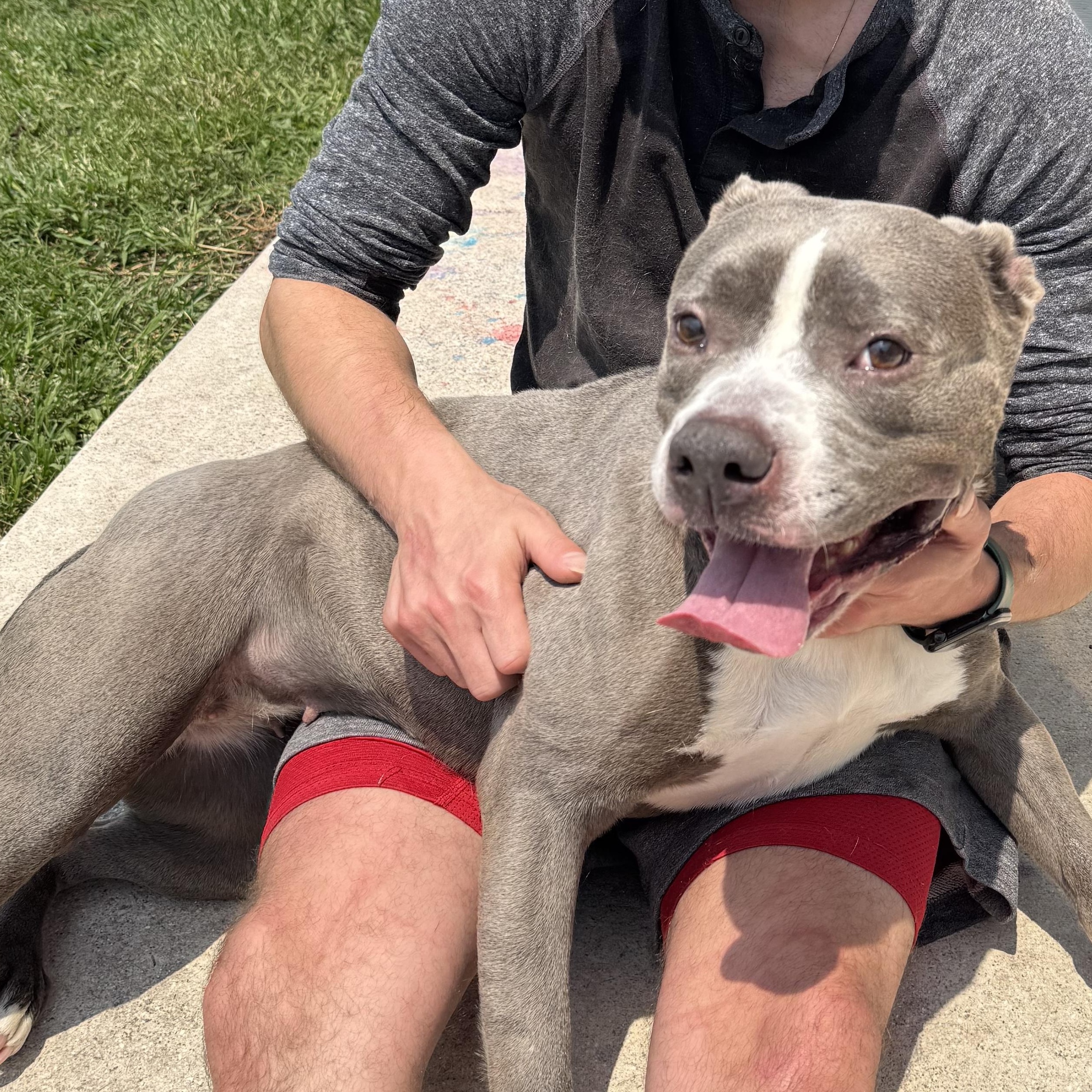 Esther, a ADOPTABLE mixed breed in Port Saint Lucie, FL image 1/4