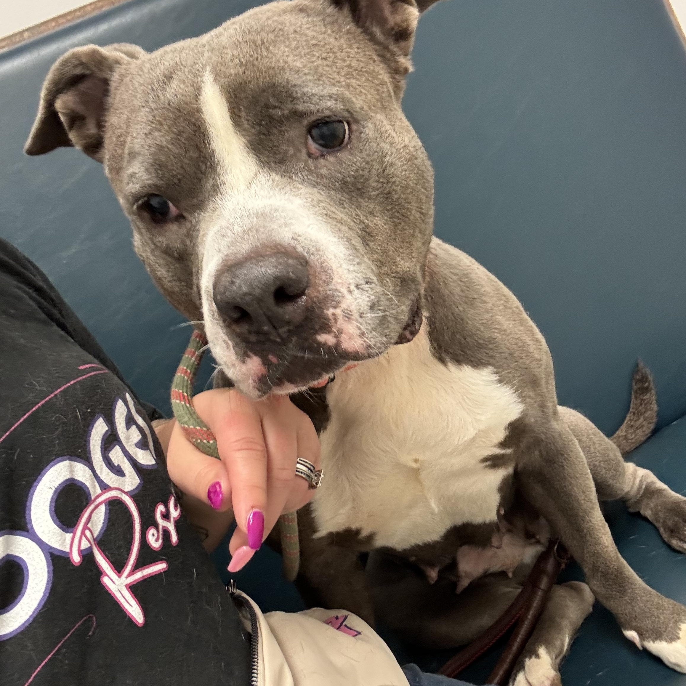 Esther, a ADOPTABLE mixed breed in Port Saint Lucie, FL image 2/4
