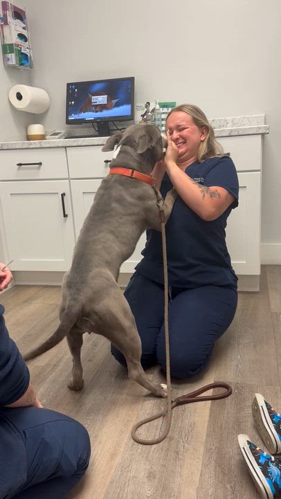 Enlarge Esther, a ADOPTABLE mixed breed in Port Saint Lucie, FL video 4/4