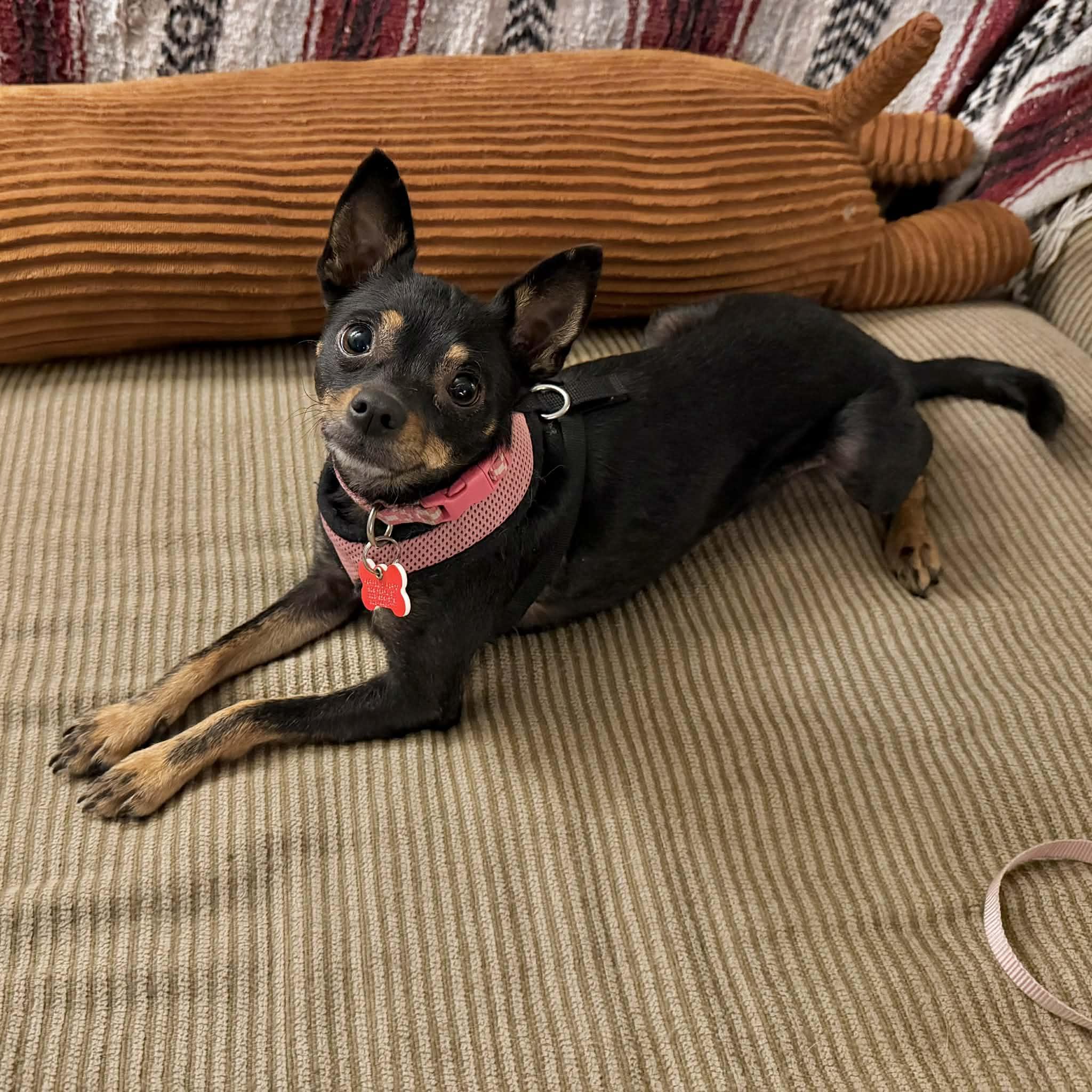 Mabel, ADOPTABLE, Adult Female Chihuahua & Rat Terrier.