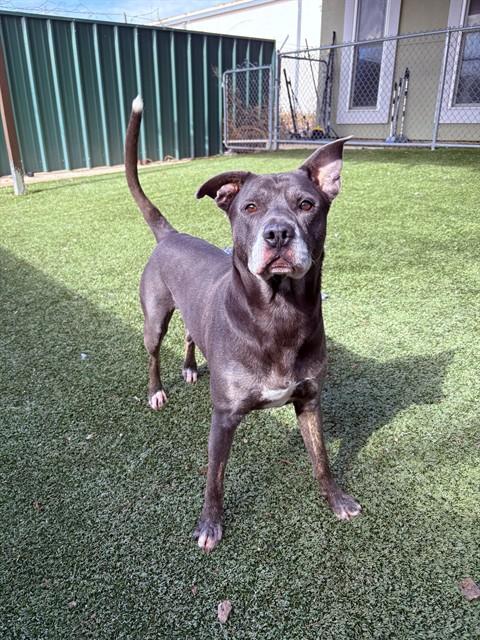 CHICKEN NOODLE SOUP, Adoptable, Adult Male Labrador Retriever & Mixed Breed.