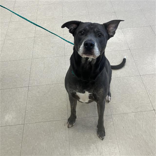 CHICKEN NOODLE SOUP, Adoptable, Adult Male Labrador Retriever & Mixed Breed.