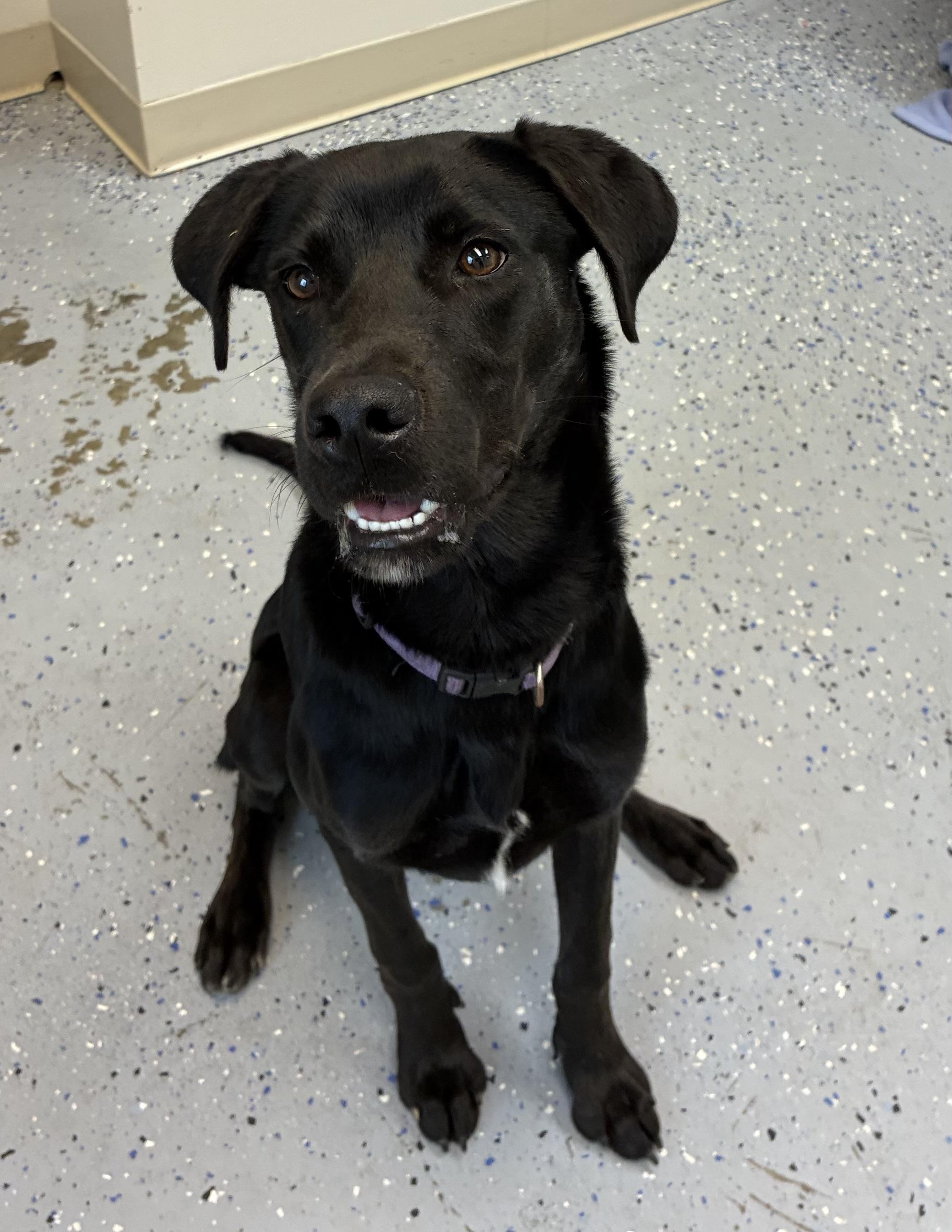 Enlarge Prince, an adopted mixed breed in Senatobia, MS image 3/3