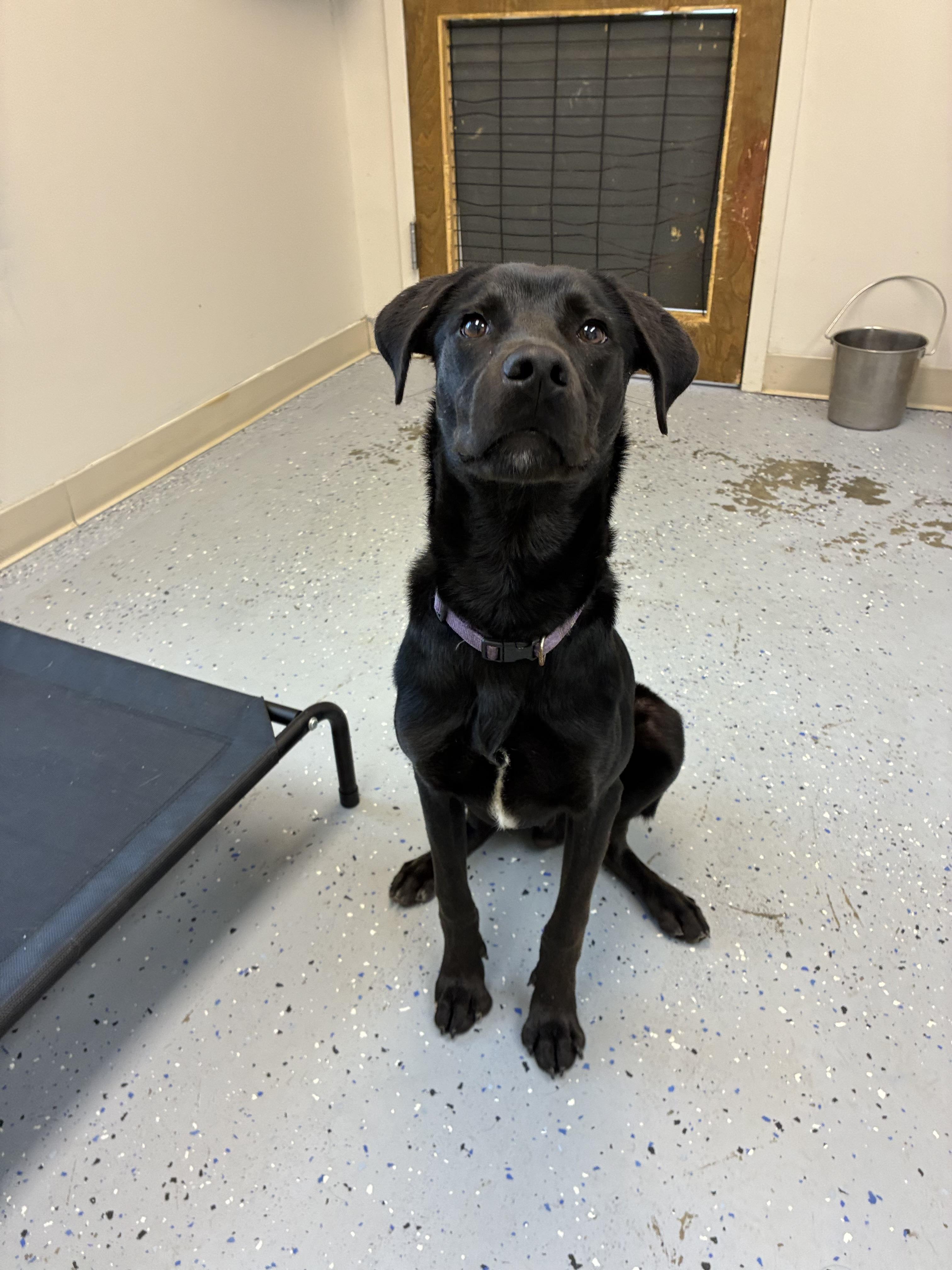 Enlarge Prince, an adopted mixed breed in Senatobia, MS image 2/3