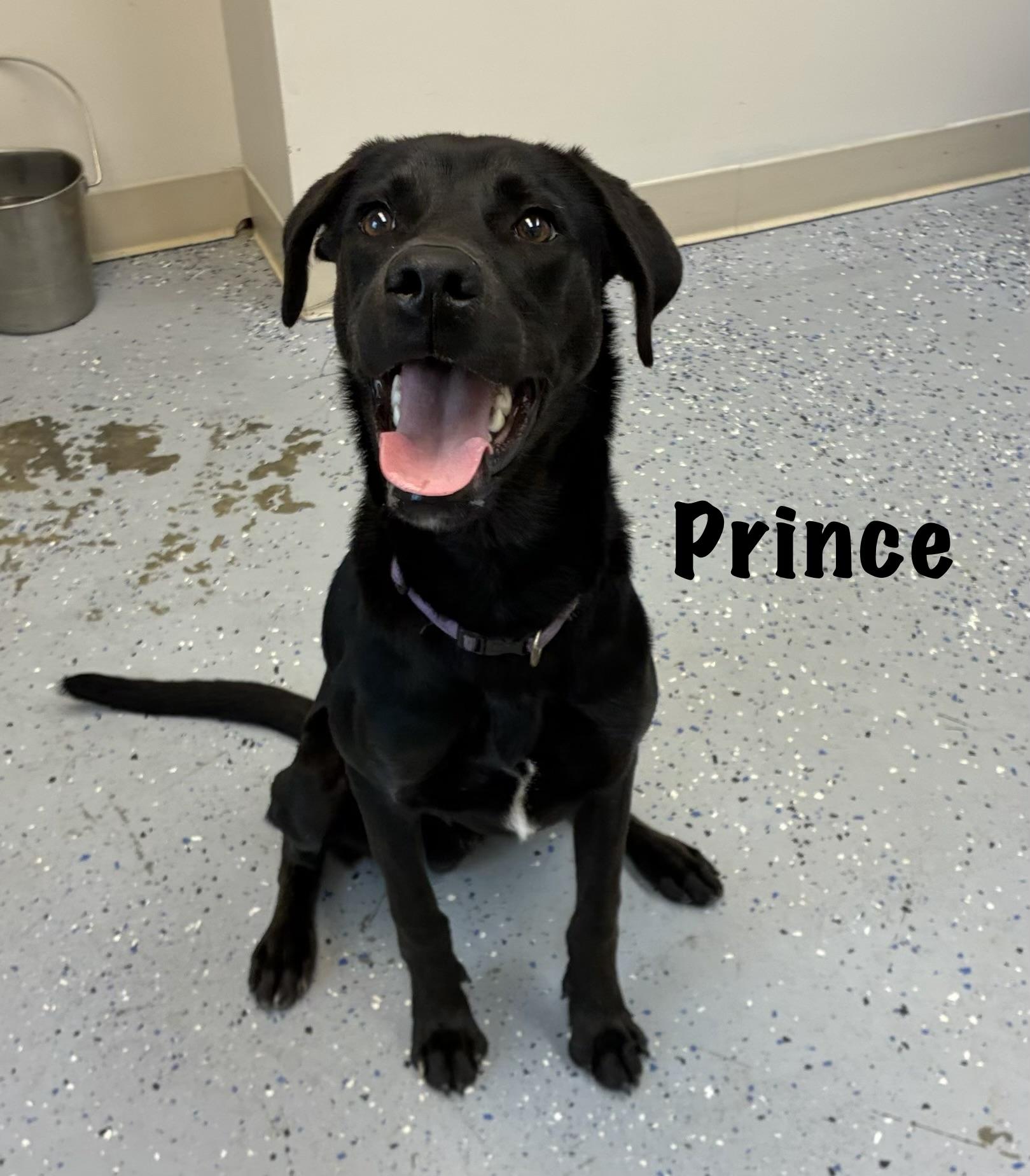Enlarge Prince, an adopted mixed breed in Senatobia, MS image 1/3