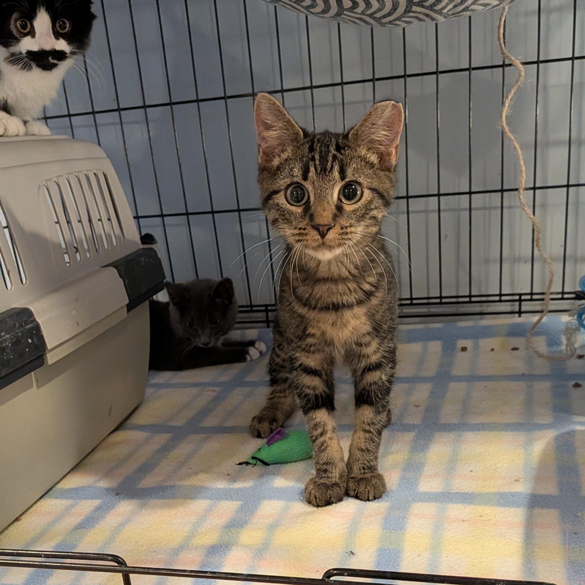 Clay - The handsome Tabby kitten with a Heart of Gold, a Adoptable Domestic Short Hair in Wilmington, NC image 5/6