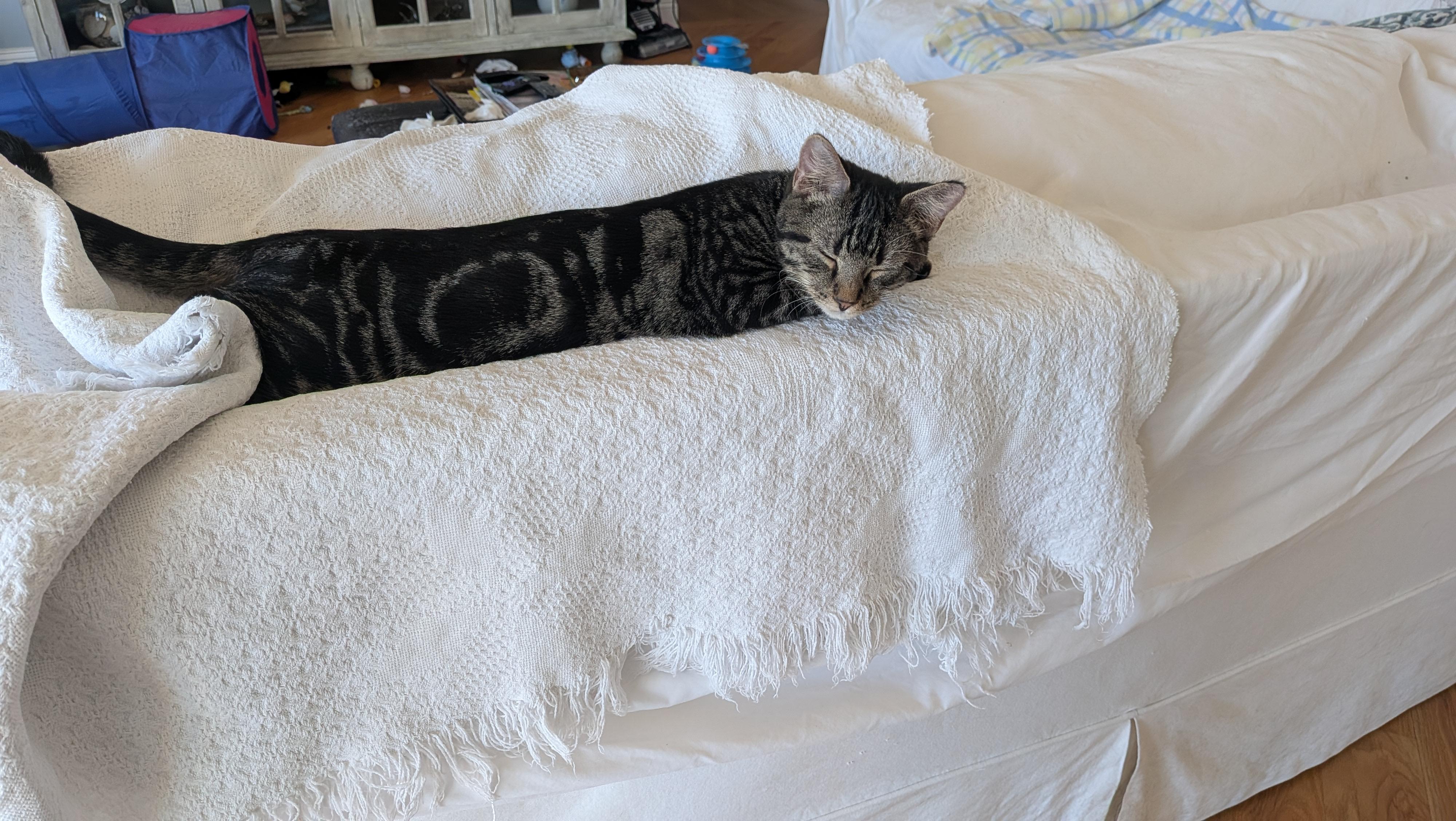 Clay - The handsome Tabby kitten with a Heart of Gold, a Adoptable Domestic Short Hair in Wilmington, NC image 1/6