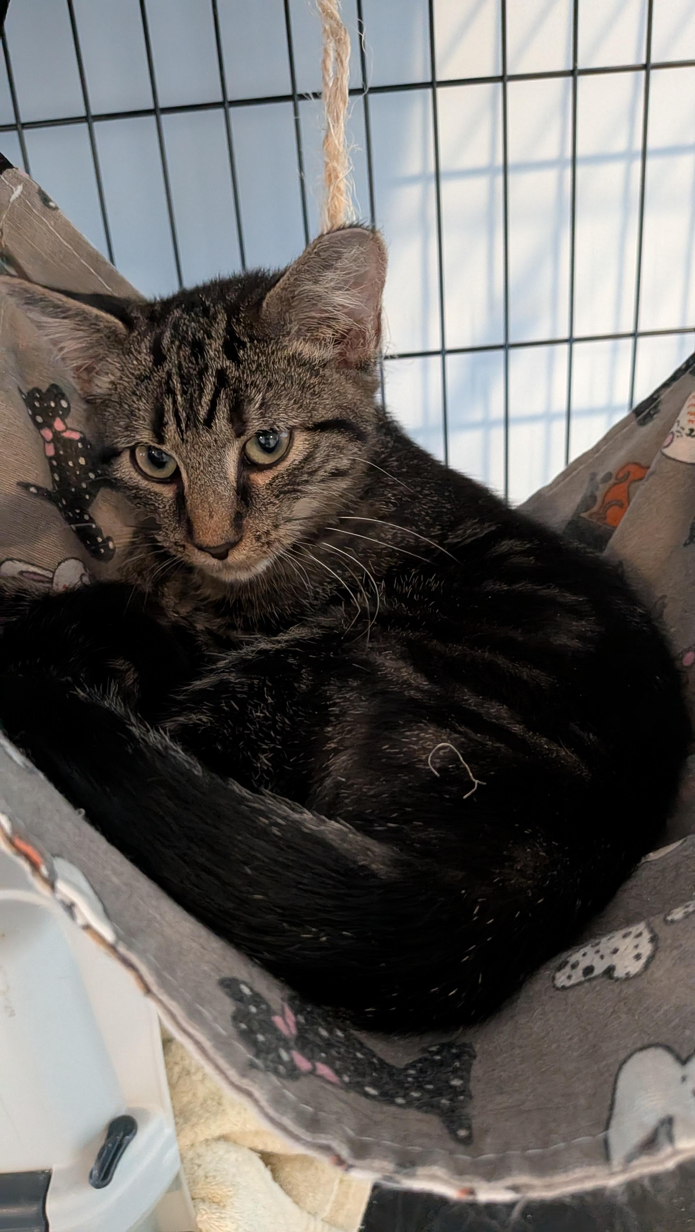 Clay - The handsome Tabby kitten with a Heart of Gold, a Adoptable Domestic Short Hair in Wilmington, NC image 3/6