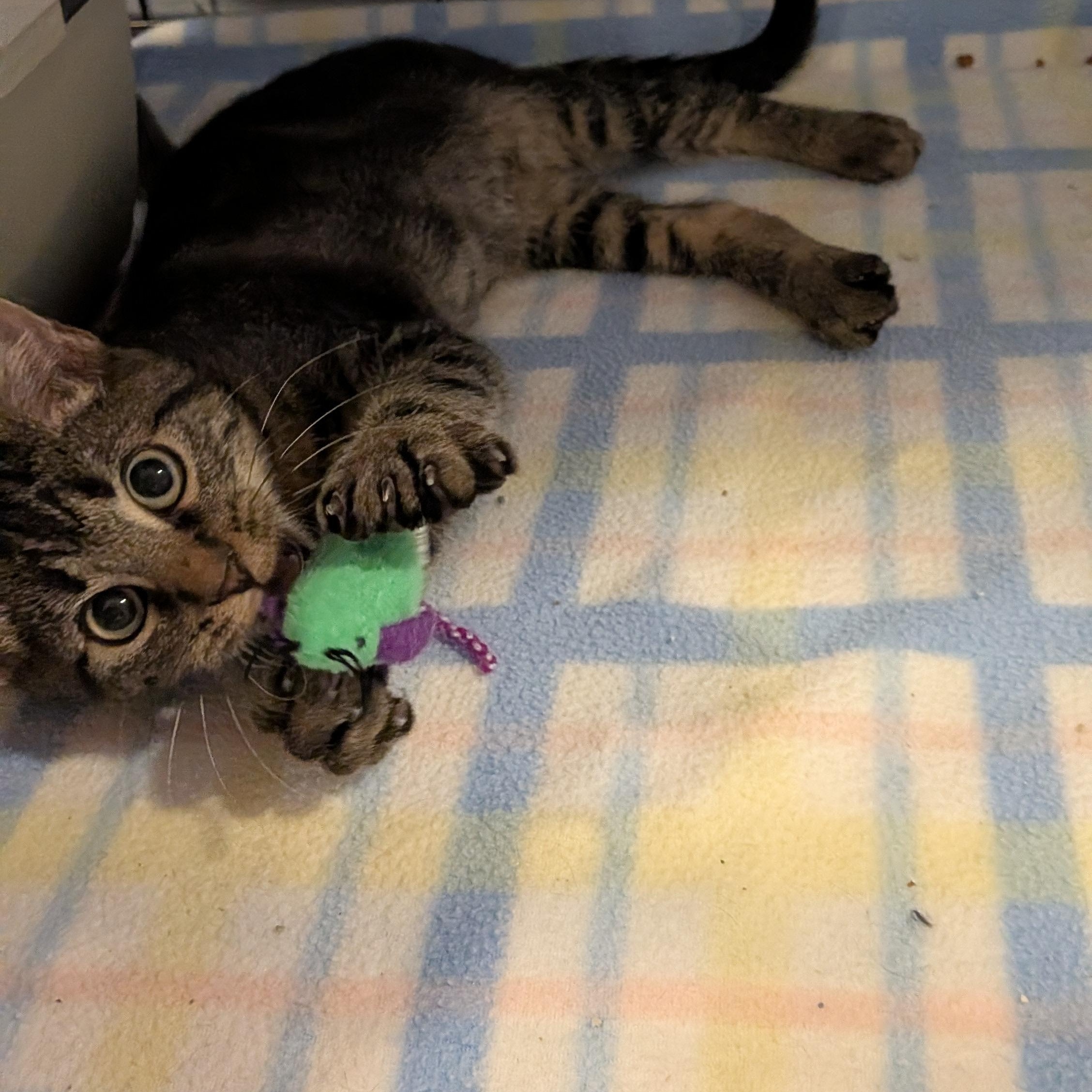 Clay - The handsome Tabby kitten with a Heart of Gold, a Adoptable Domestic Short Hair in Wilmington, NC image 6/6