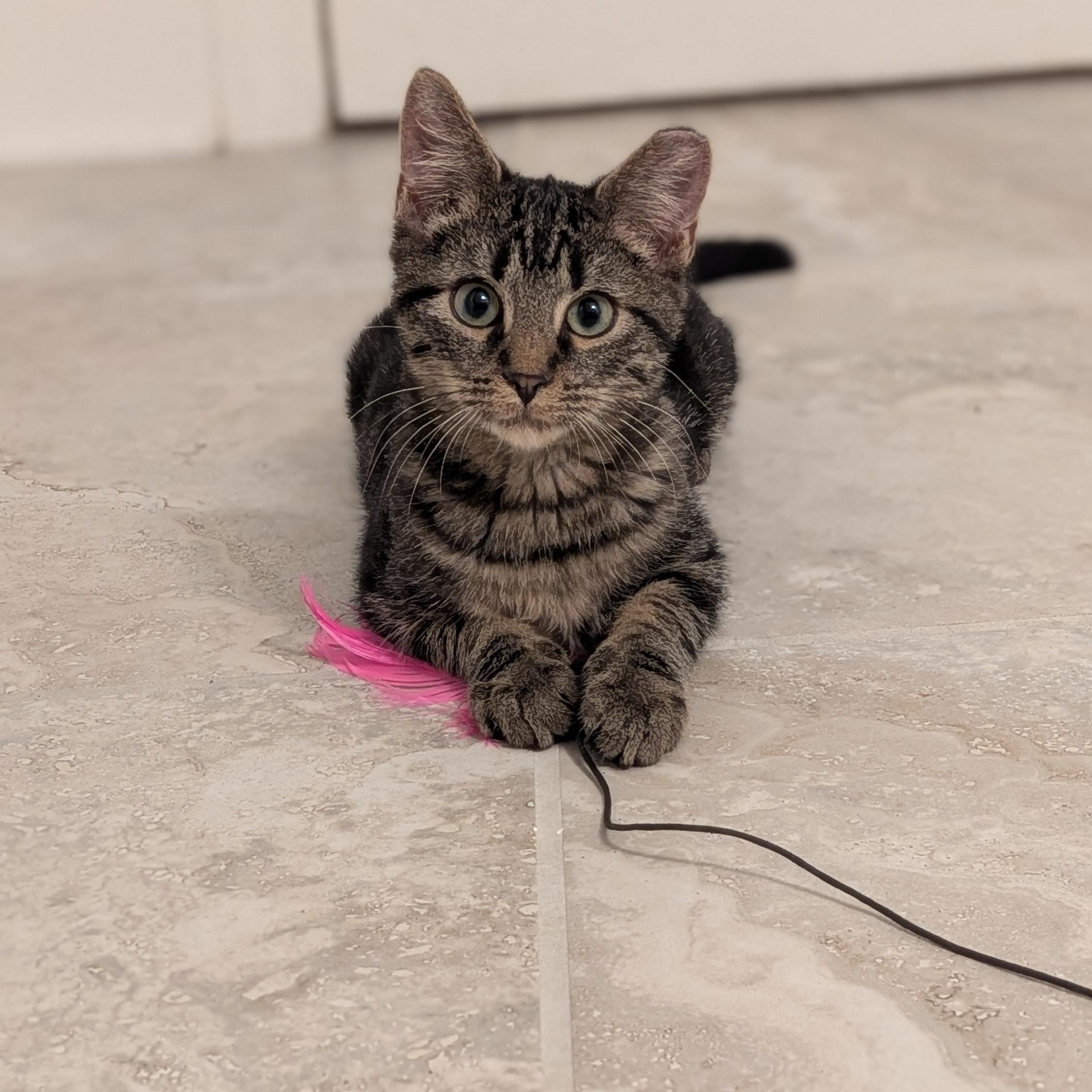 Clay - The handsome Tabby kitten with a Heart of Gold, a Adoptable Domestic Short Hair in Wilmington, NC image 2/6