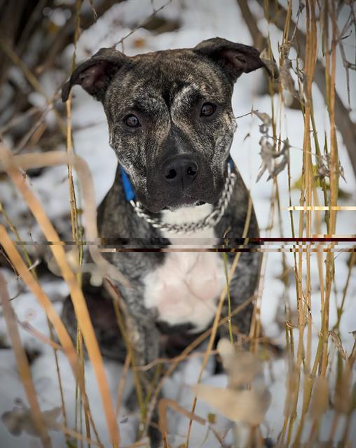 PEPPER, Adoptable, Young Female American Bulldog & Mixed Breed.