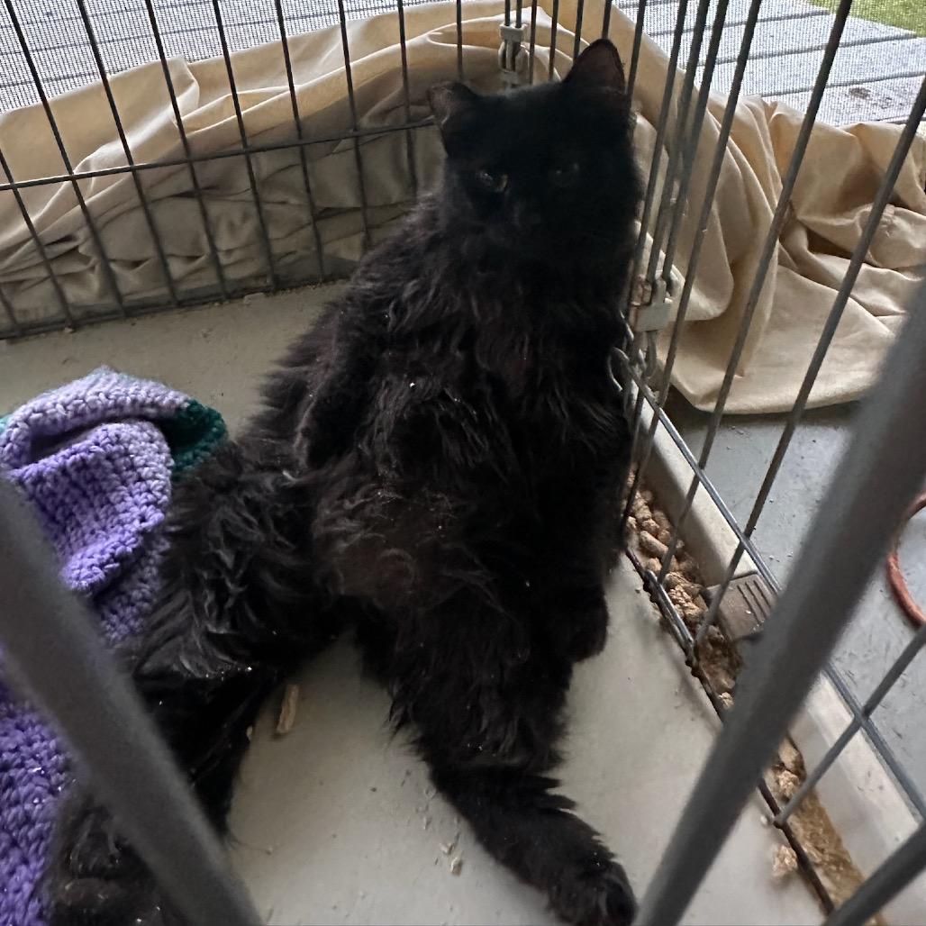 Boo, Adoptable, Young Female Domestic Long Hair.