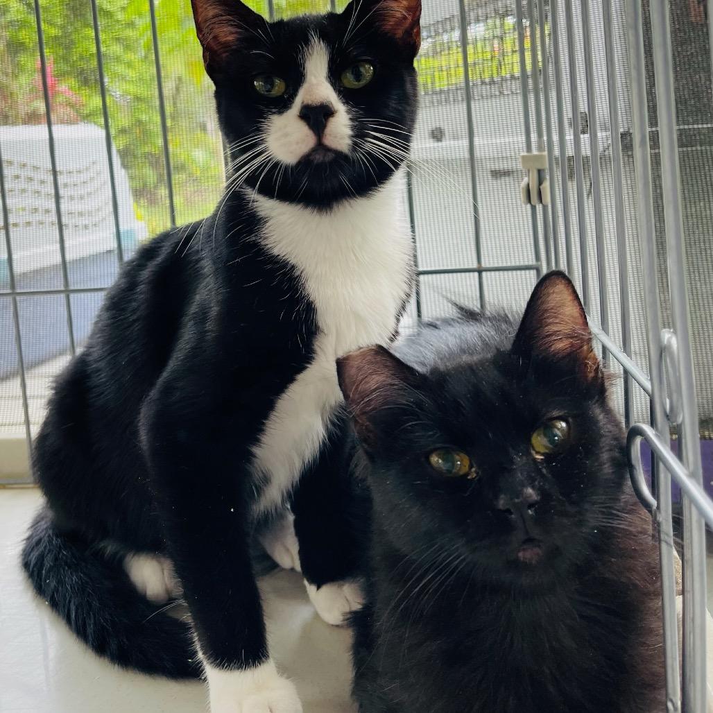 Enlarge Boo, a Adoptable Domestic Long Hair in Pahoa, HI image 1/5