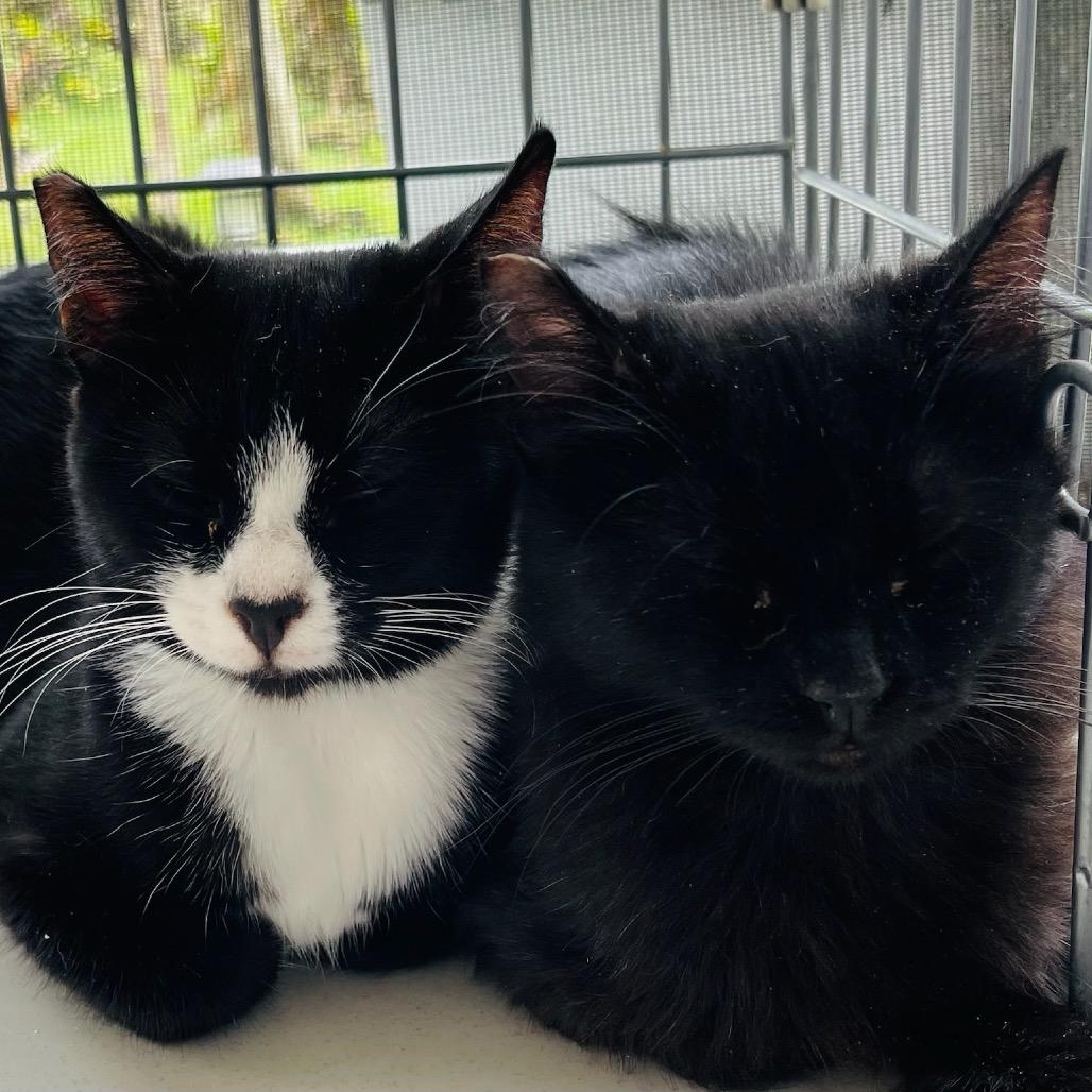 Enlarge Boo, a Adoptable Domestic Long Hair in Pahoa, HI image 2/5