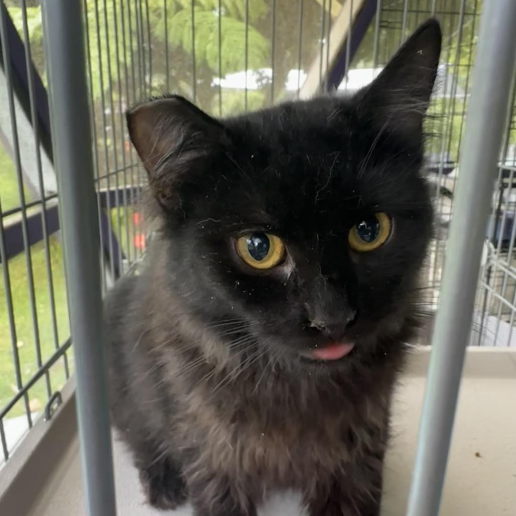 Boo, a Adoptable Domestic Long Hair in Pahoa, HI image 5/6