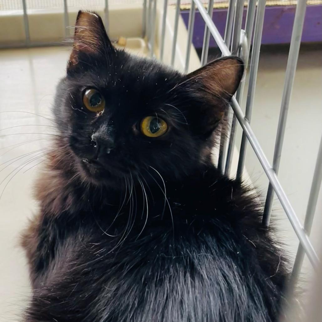 Enlarge Boo, a Adoptable Domestic Long Hair in Pahoa, HI image 5/5