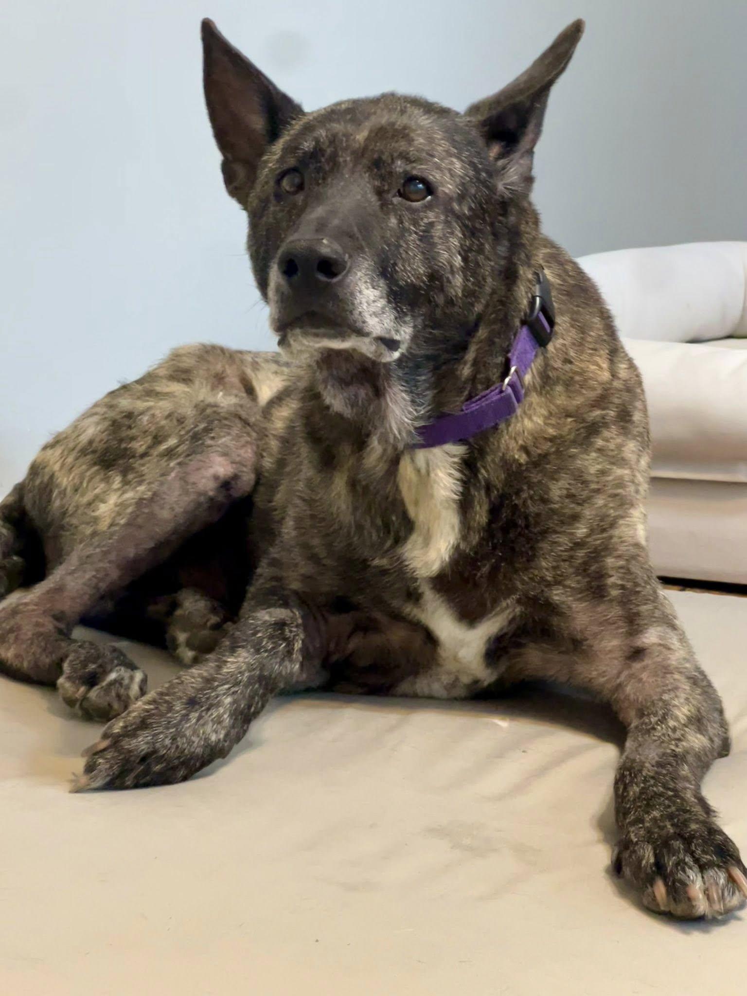 Smokey, Adoptable, Adult Male Dutch Shepherd.